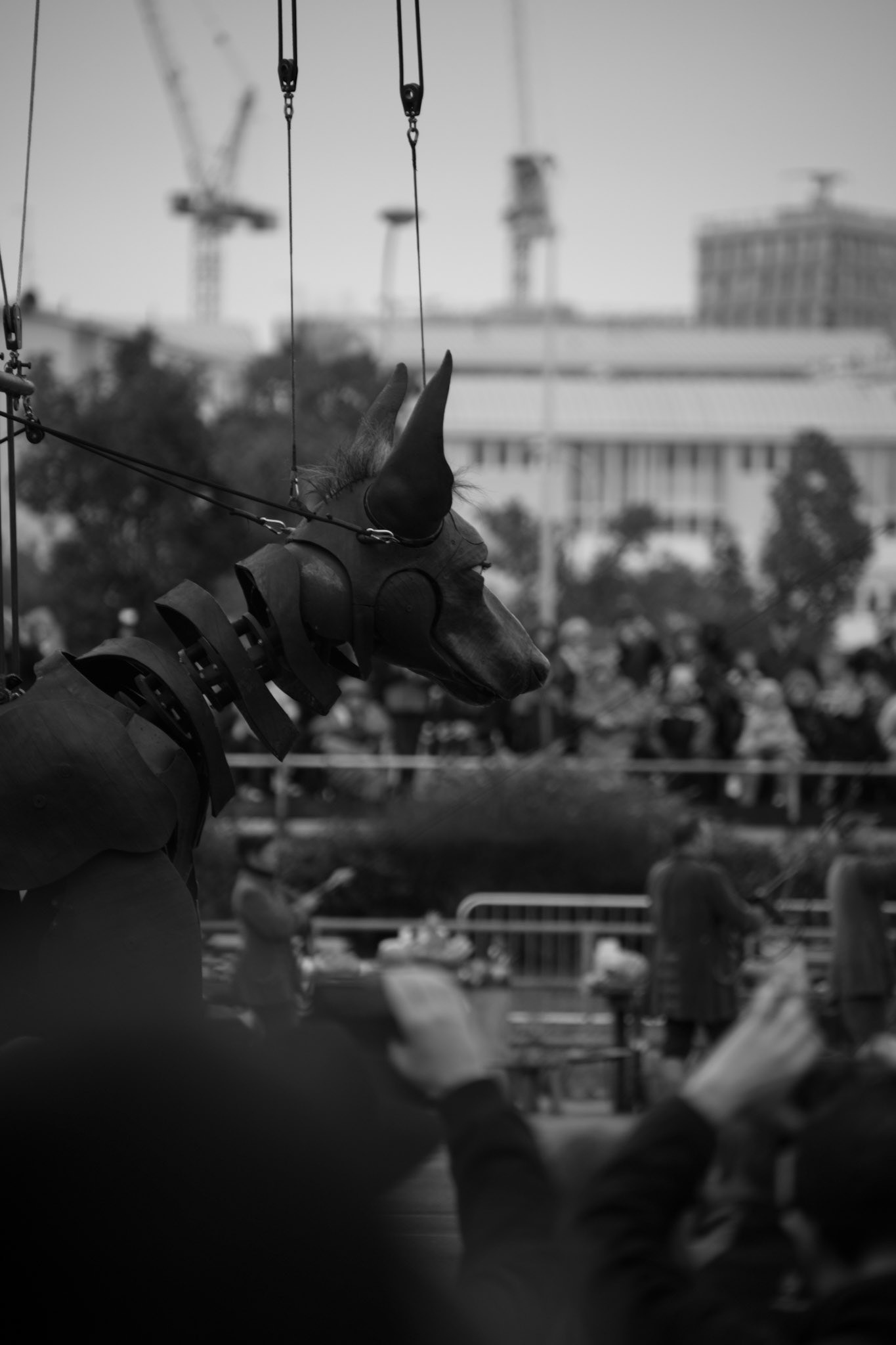 Xolo b&w, 2018