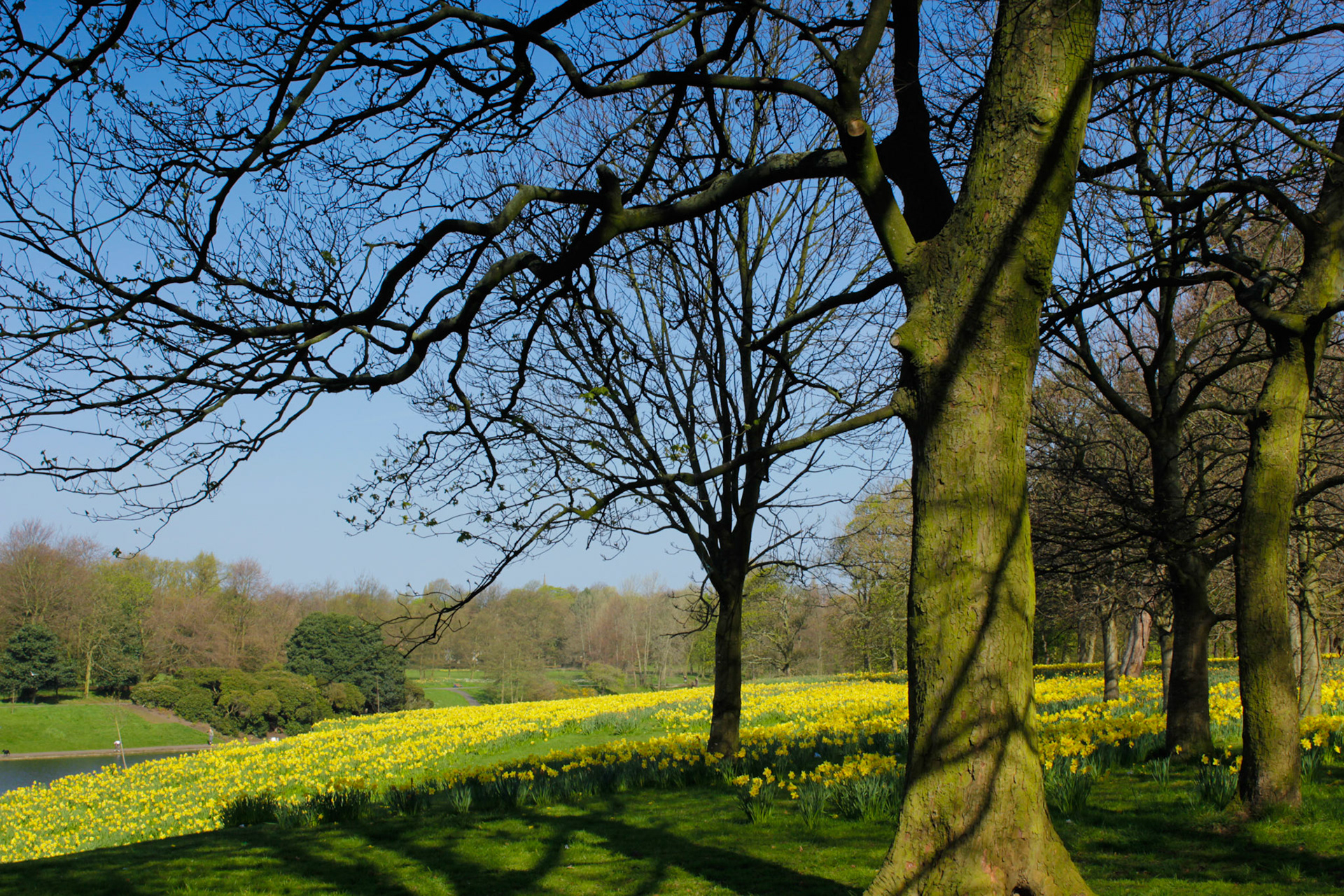 Sefton Park daffodils, 2011