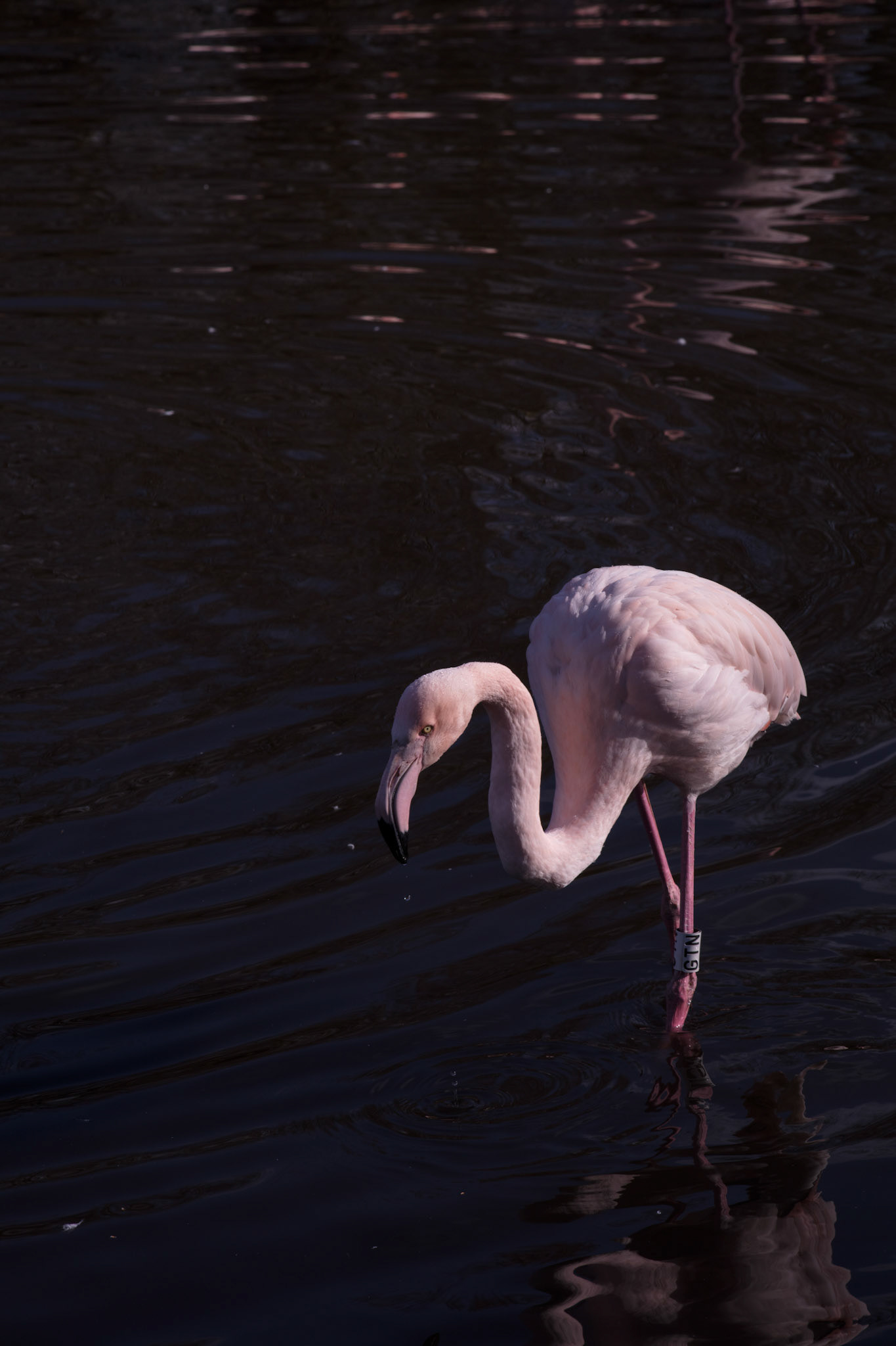 Sinister flamingo, 2018