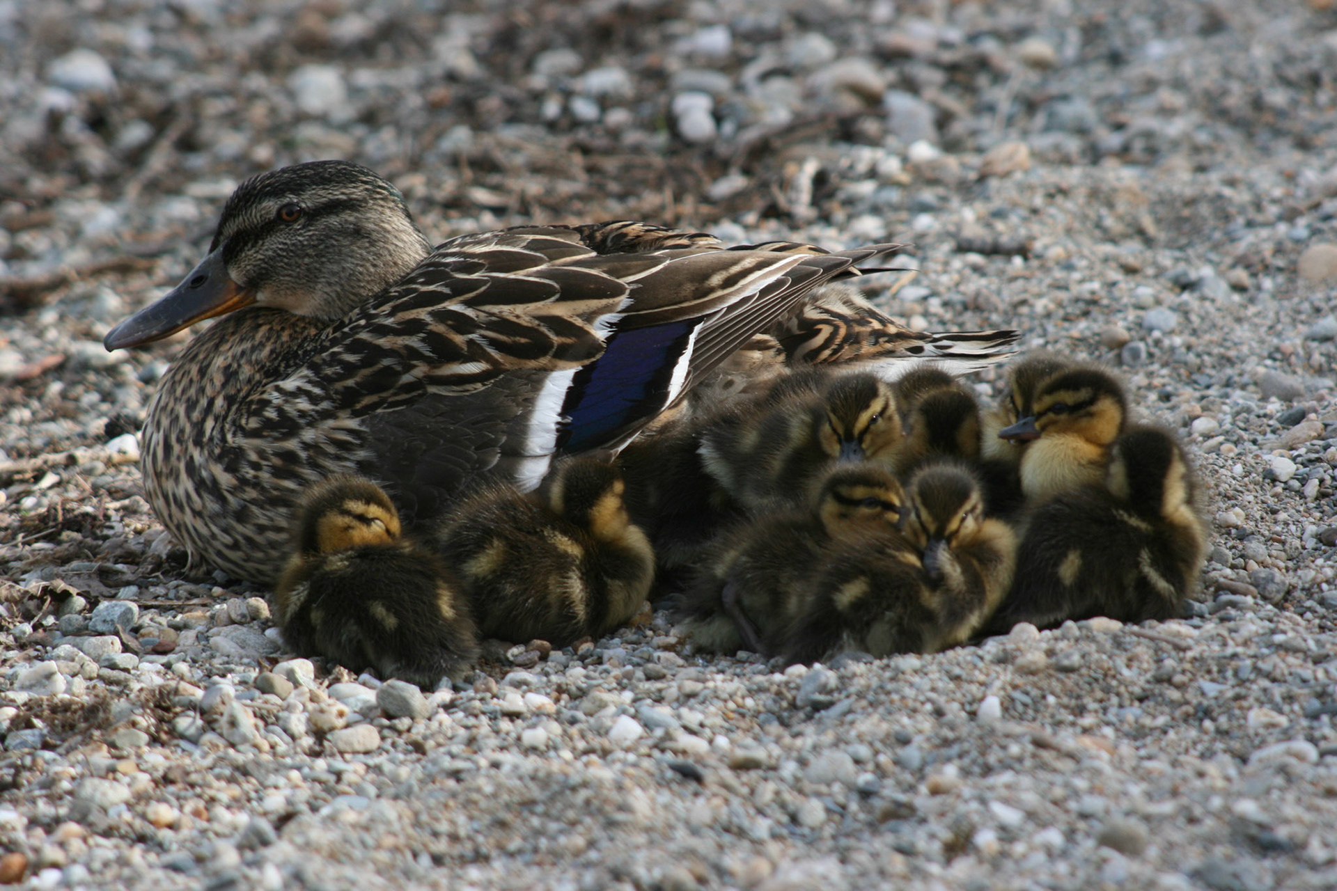 Ducklings, Loch Lomond, 2010