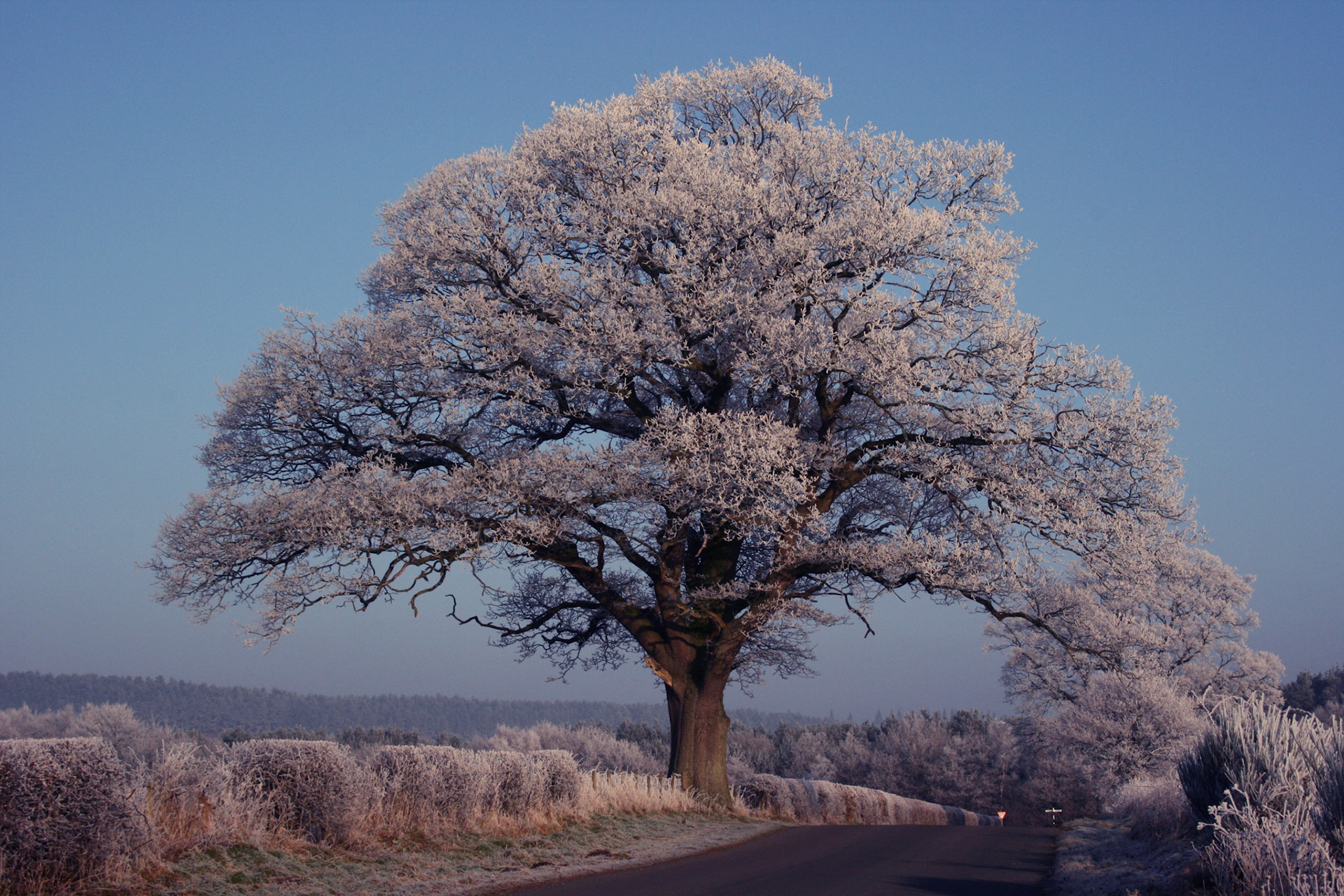 Frost rimed tree near Cliburn, 2009