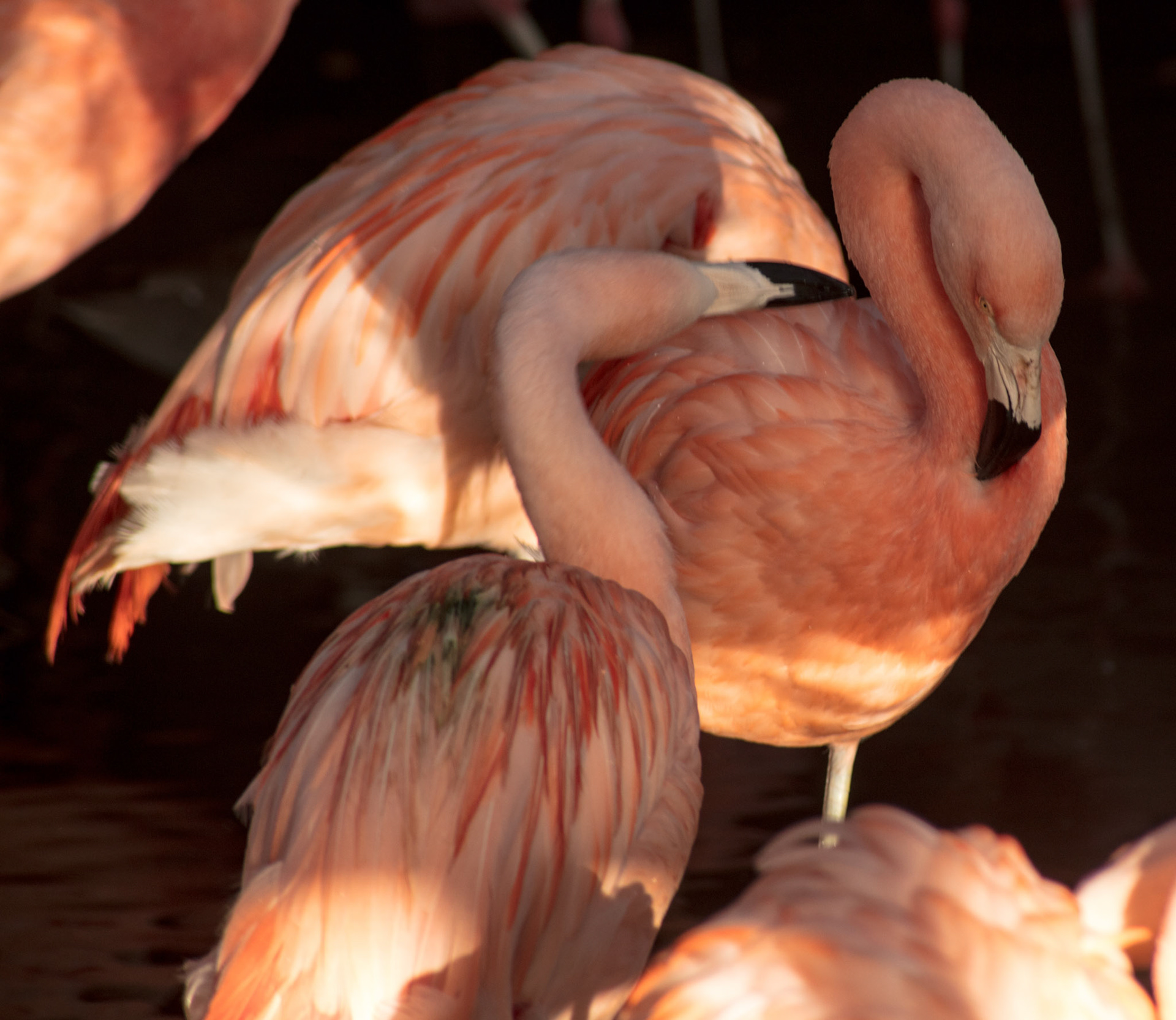 Affectionate flamingo, 2018