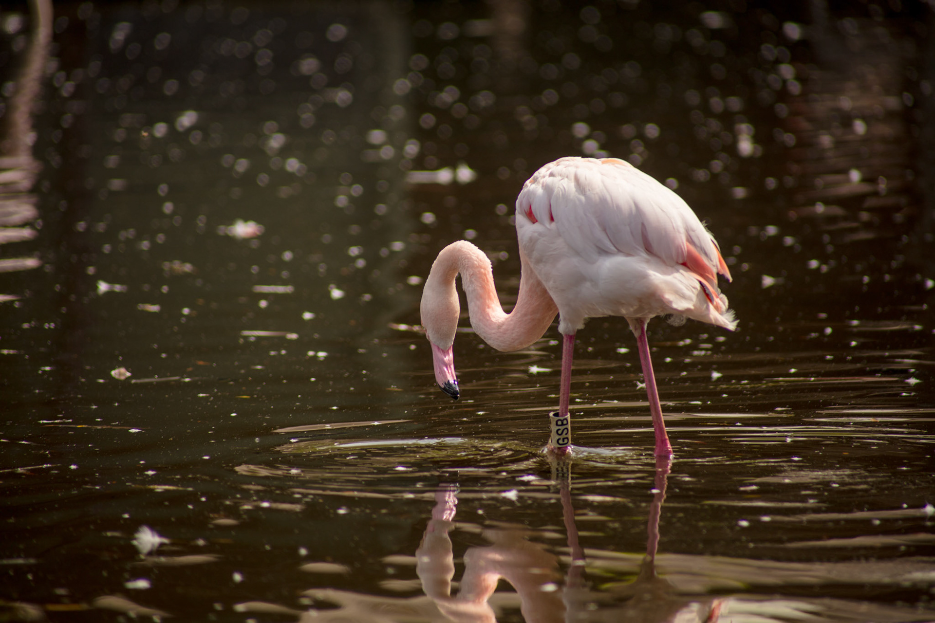 Gretaer Flamingo, 2018
