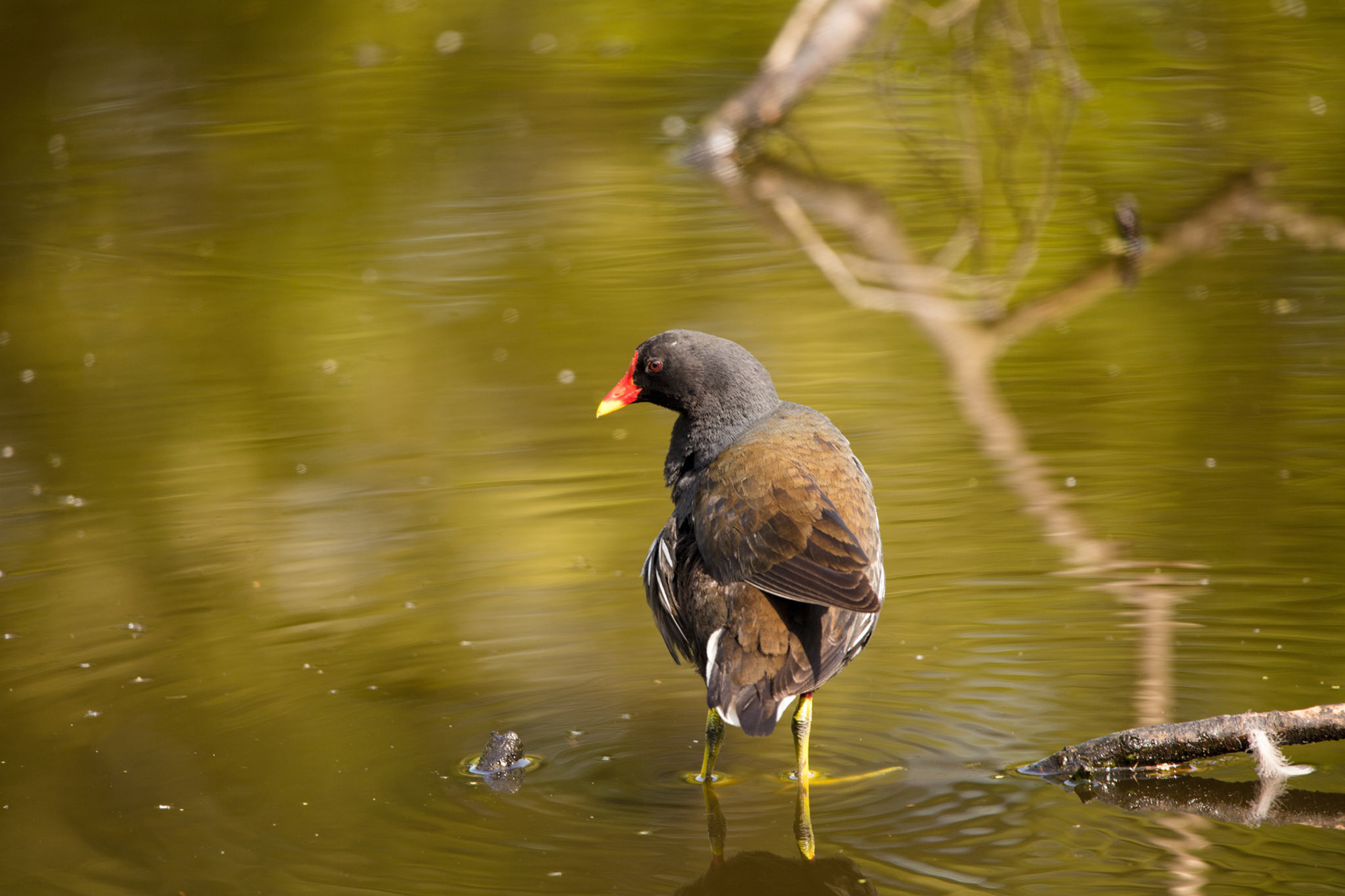 Moorhen, 2018