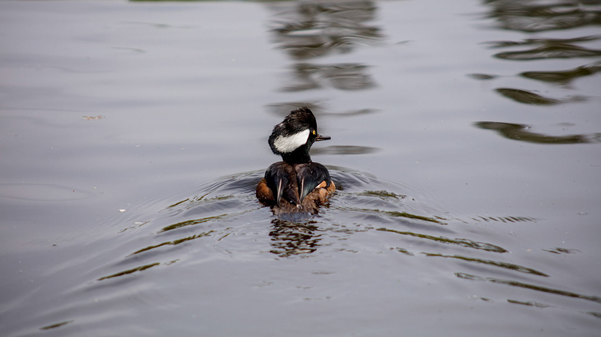 Hooded Merganser, 2018