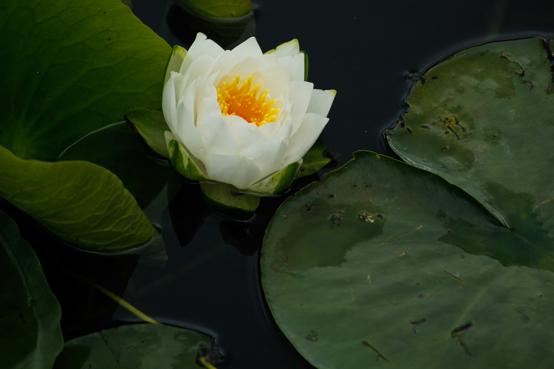 Water Lily, Sizergh Castle, 2015