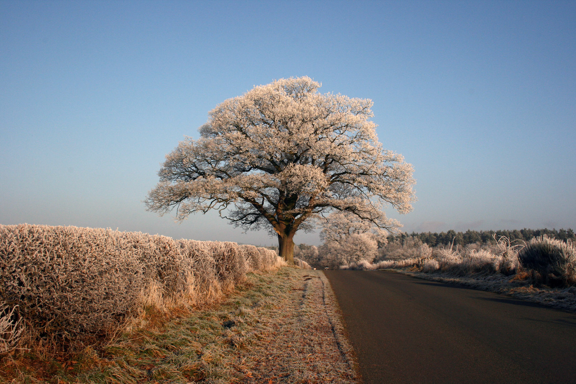 Frost rimed tree near Cliburn, Cumbria, 2009