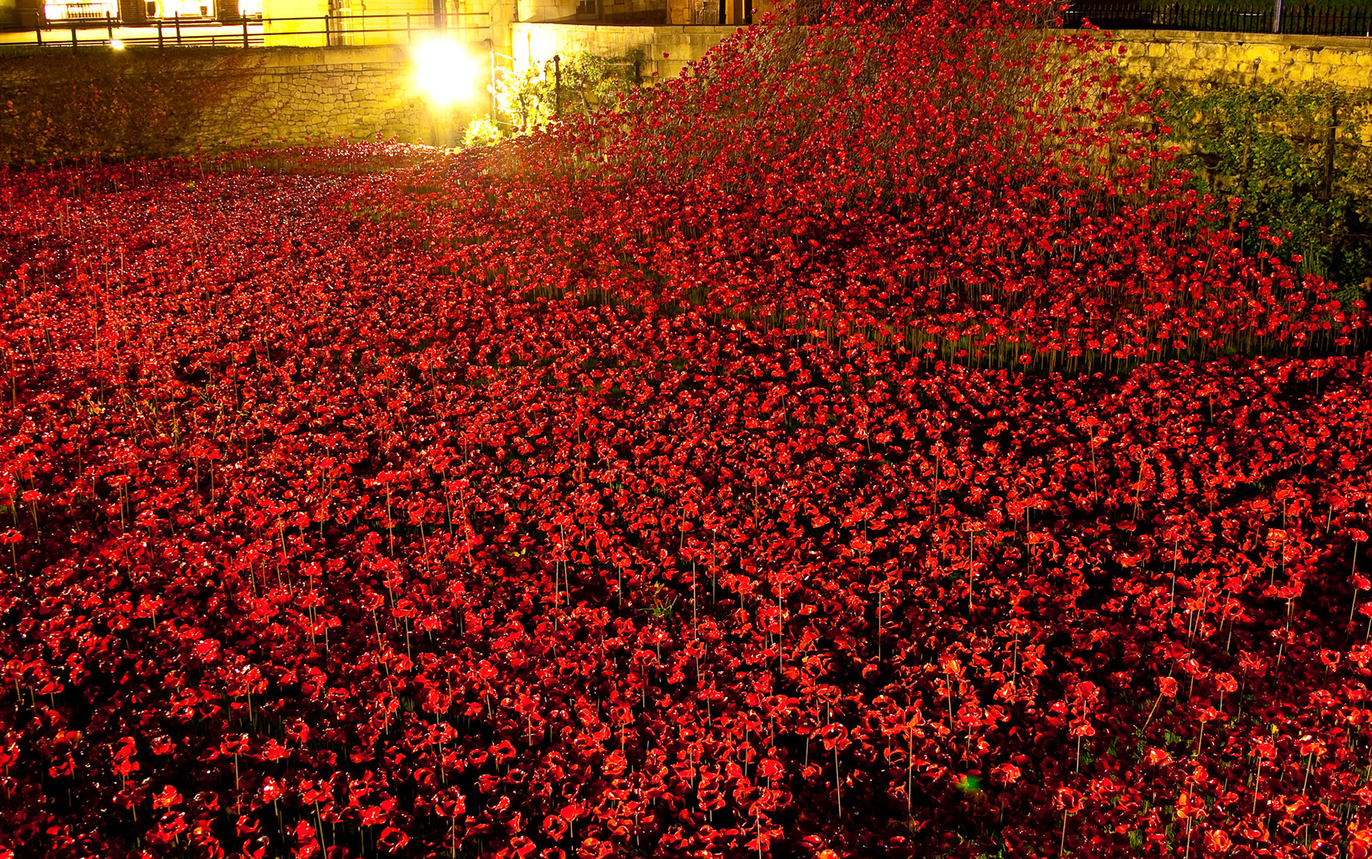 Tower of London Poppies, 2014