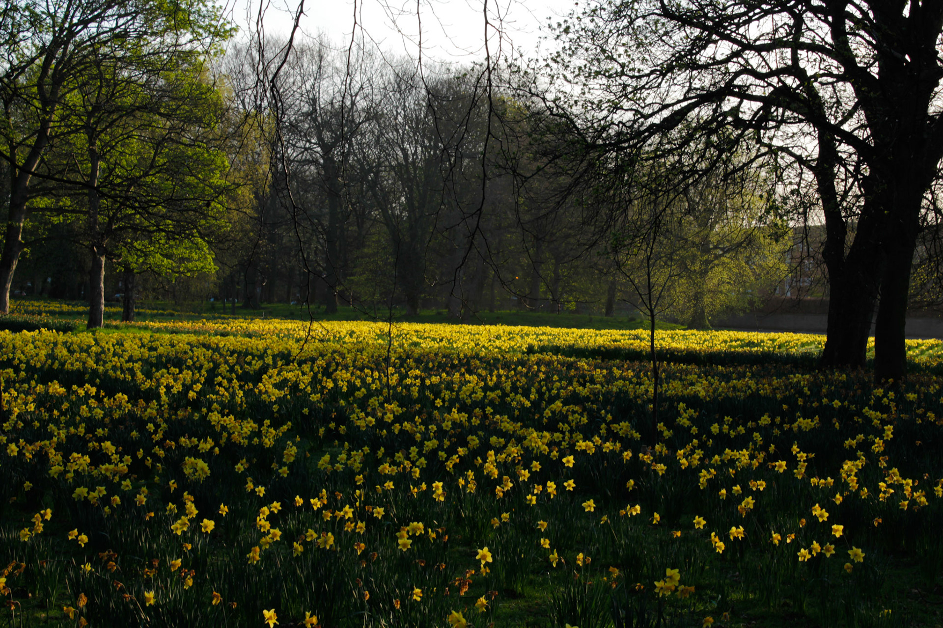 Field of Hope, Sefton Park, 2011