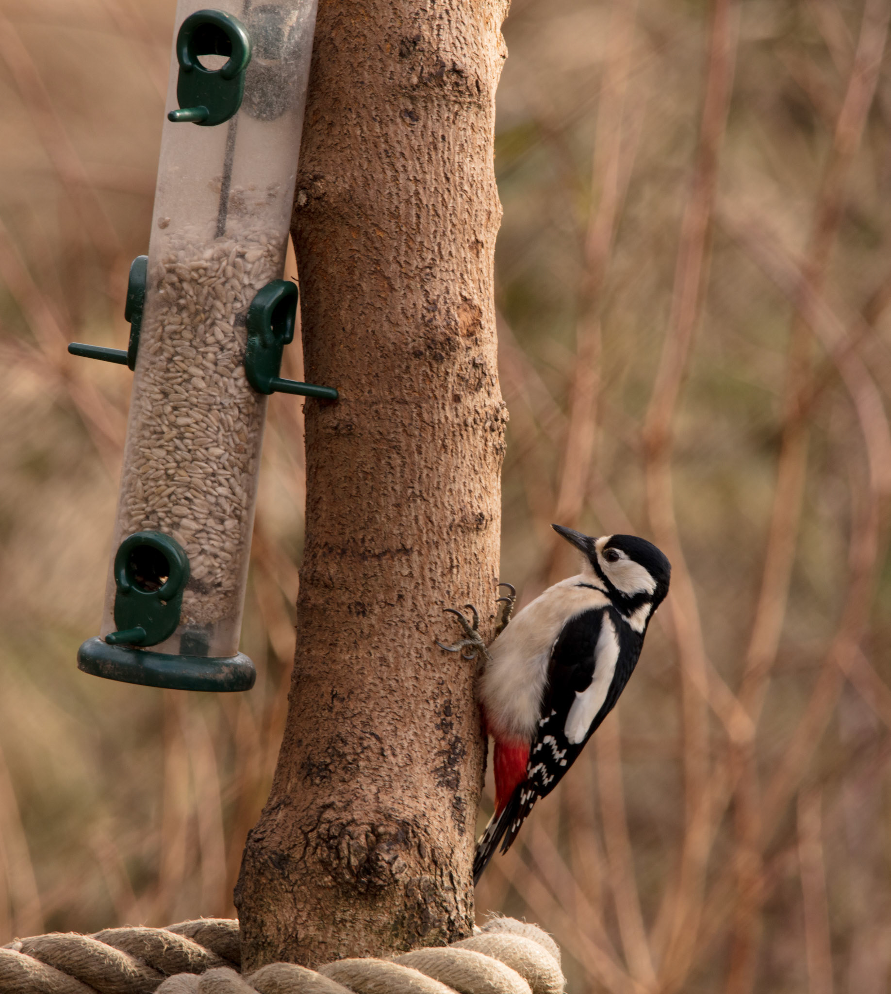 Woodpecker, 2018