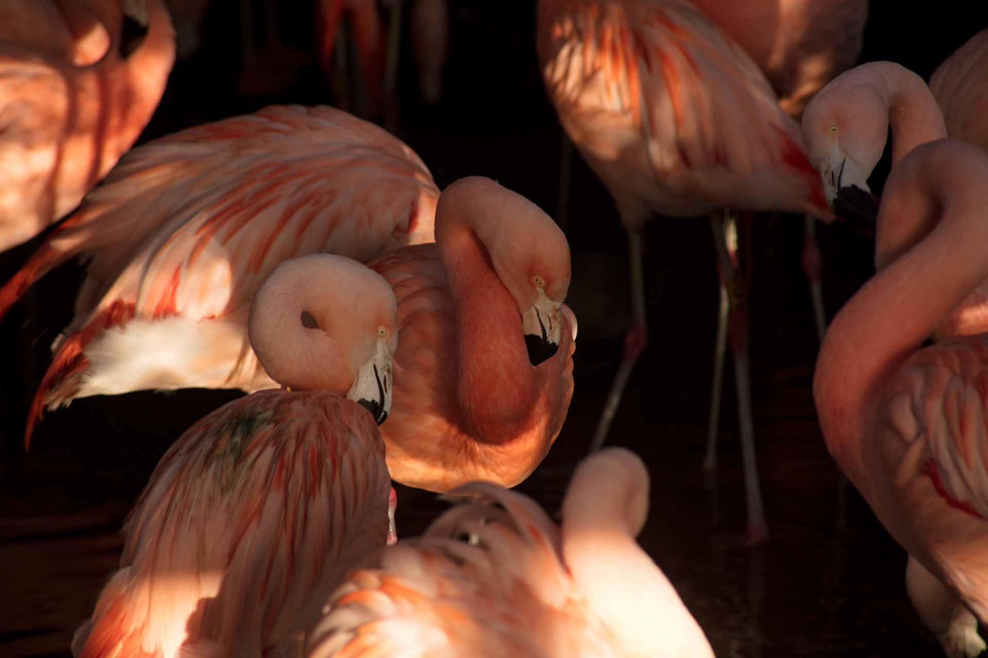 Flamingos, 2018