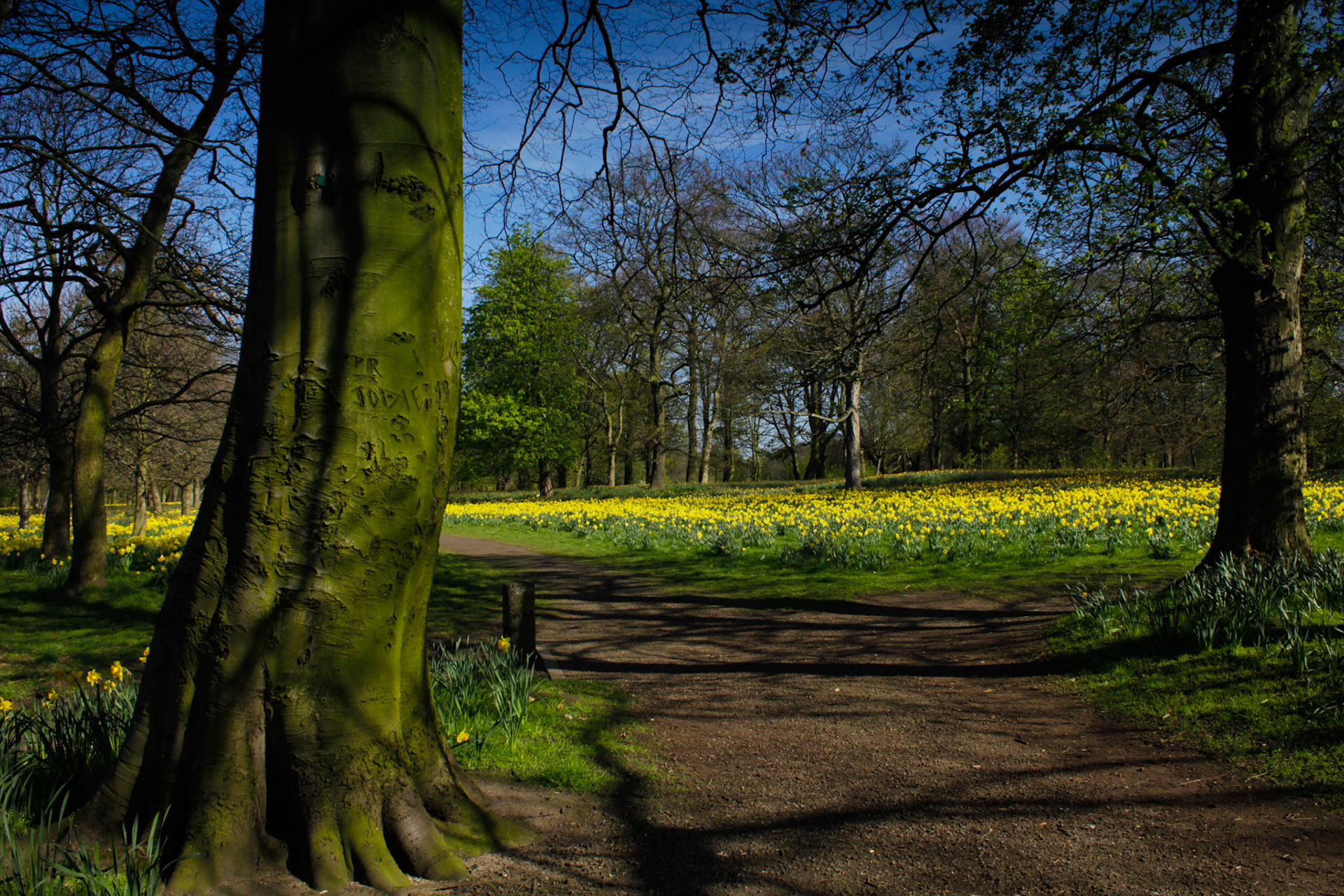 Daffodils, Sefton Park, 2011