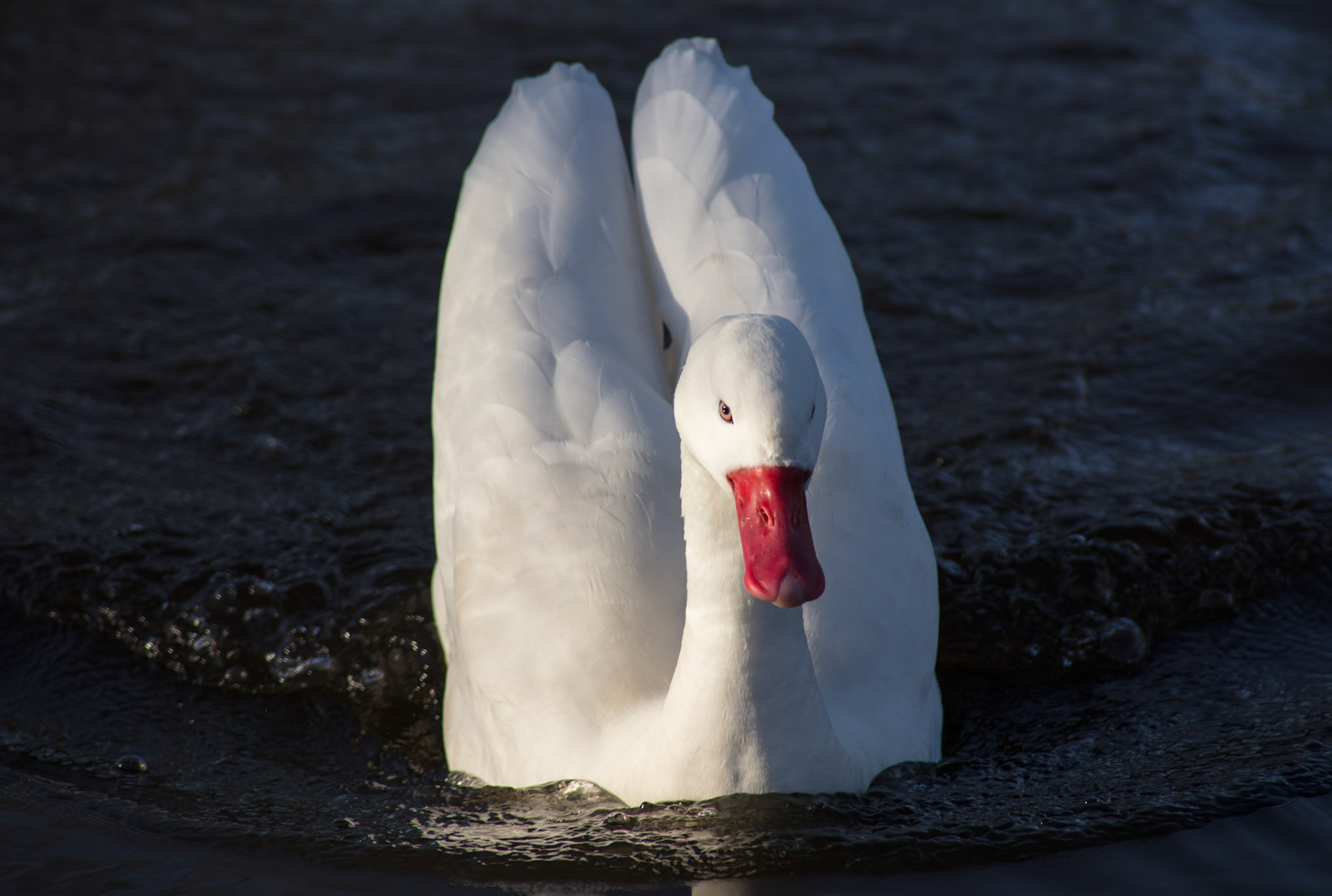 White swan, 2018