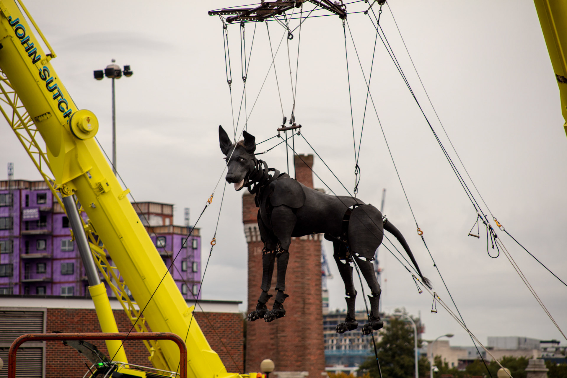 Xolo, 2018