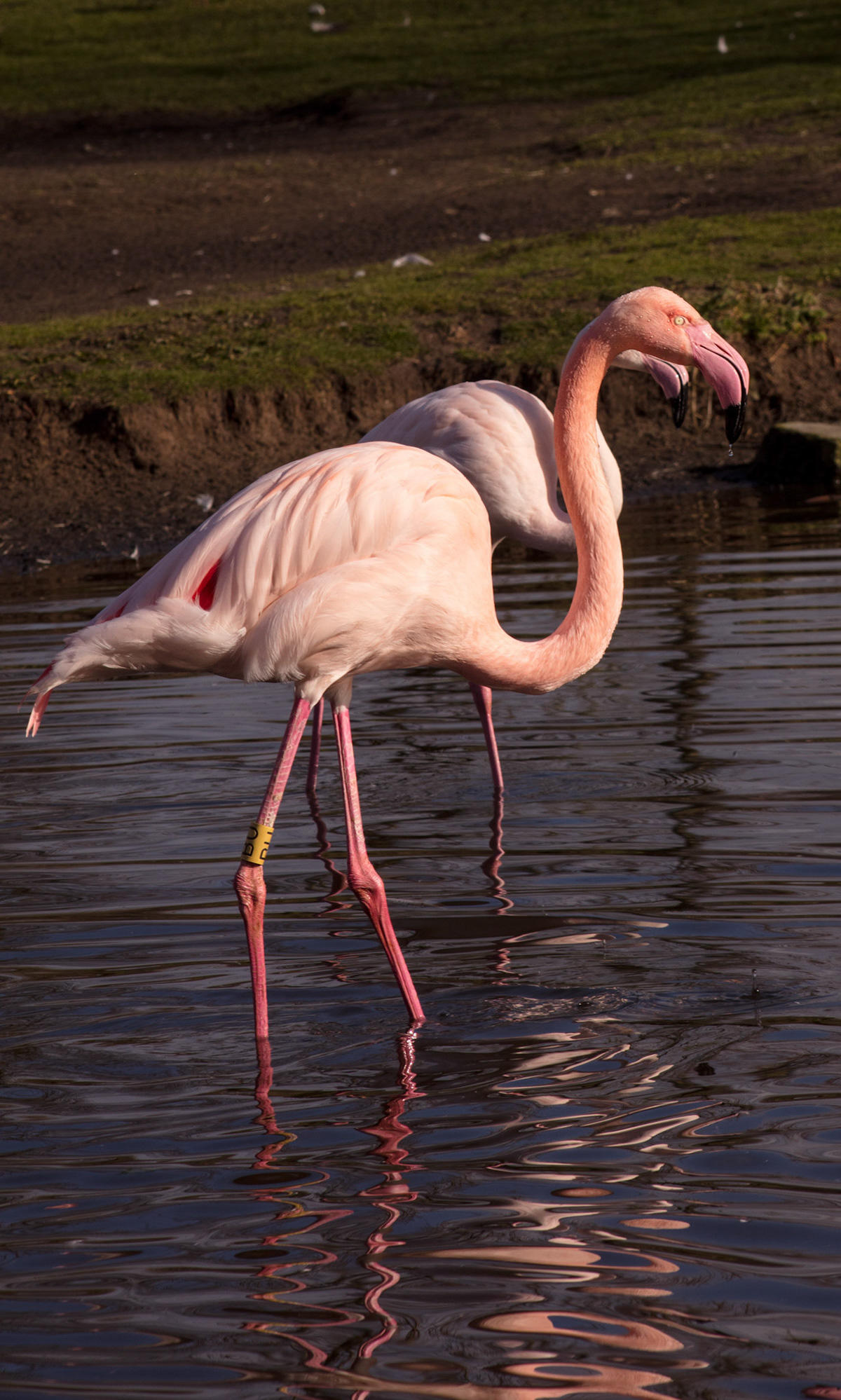 Flamingos, 2018