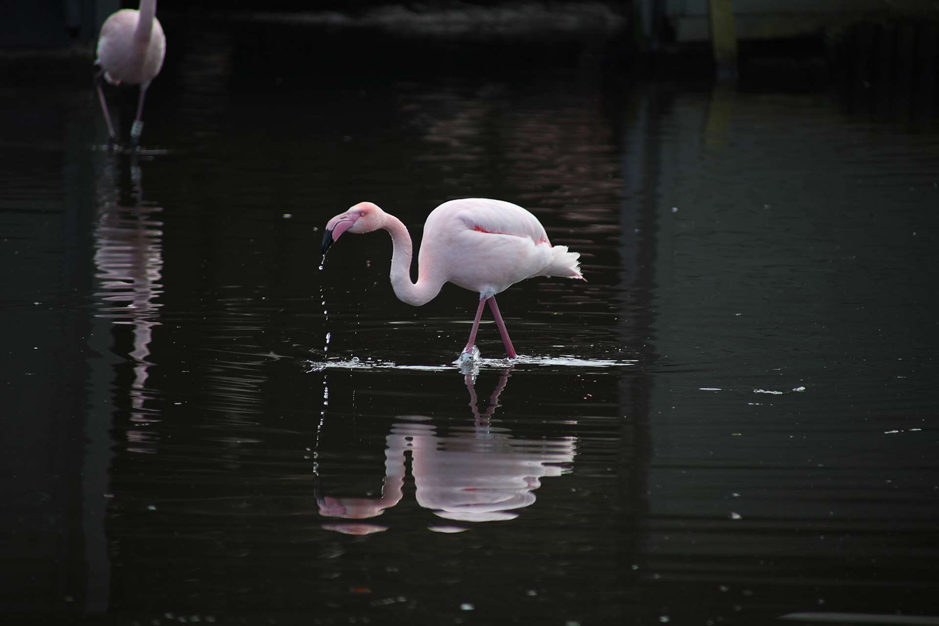 Flamingo, 2016