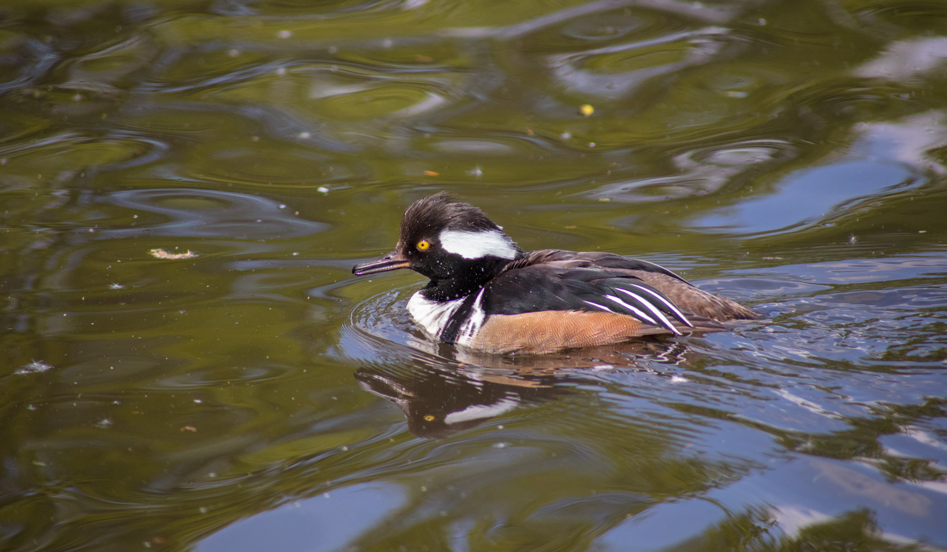 Hooded Merganser, 2018