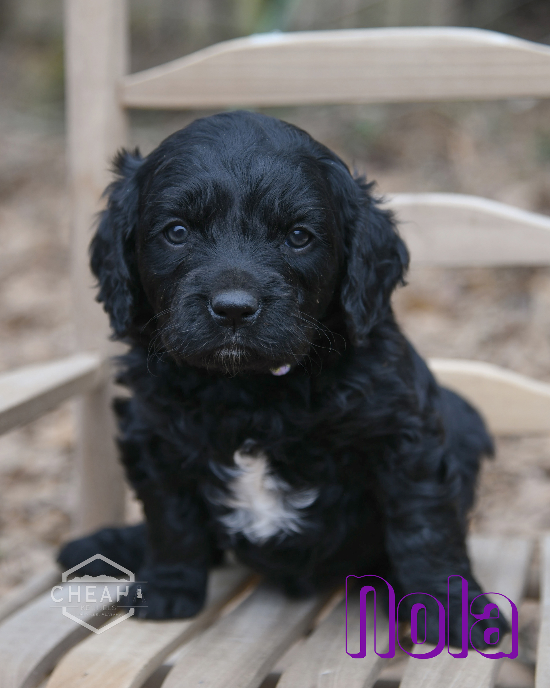 5 weeks old