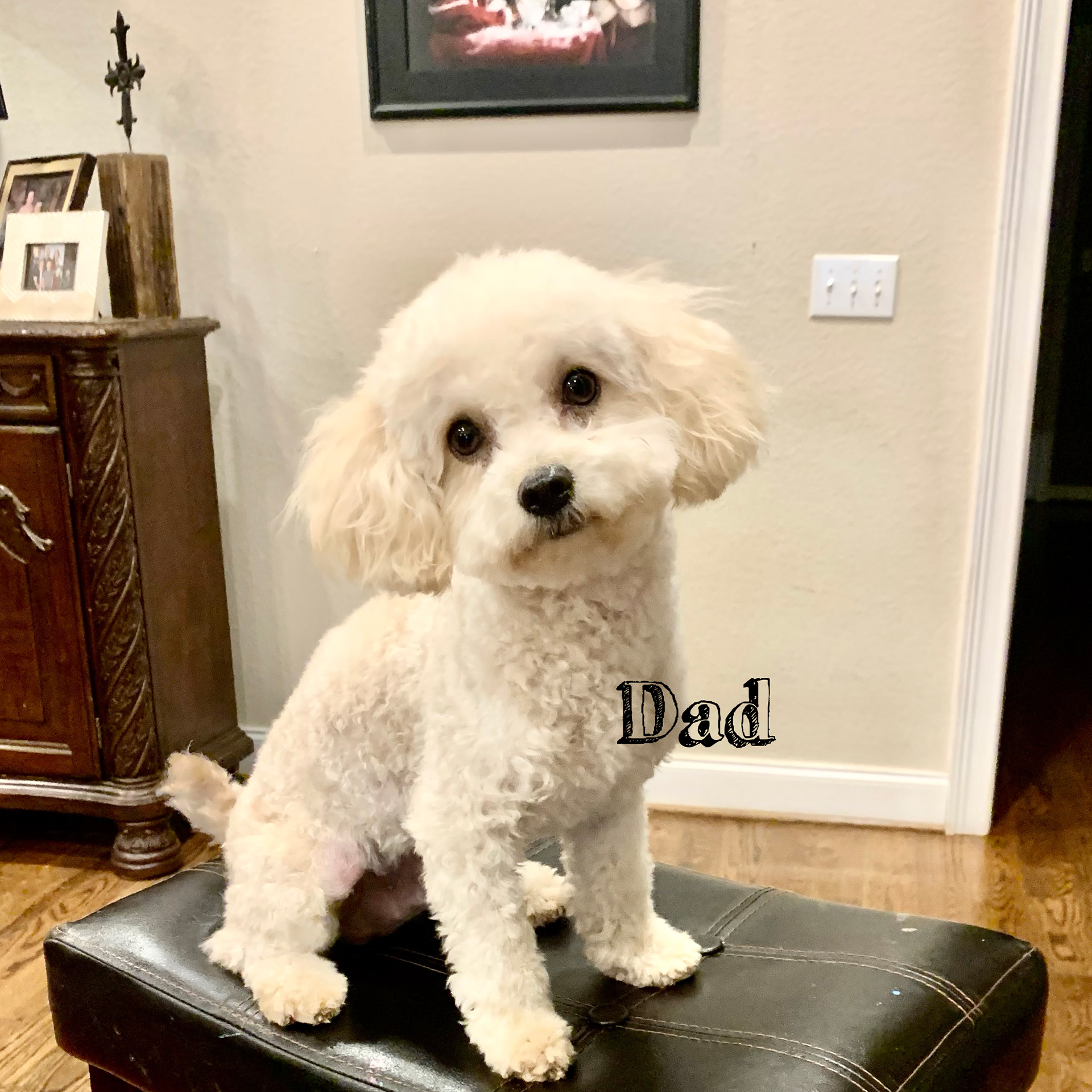 Bo