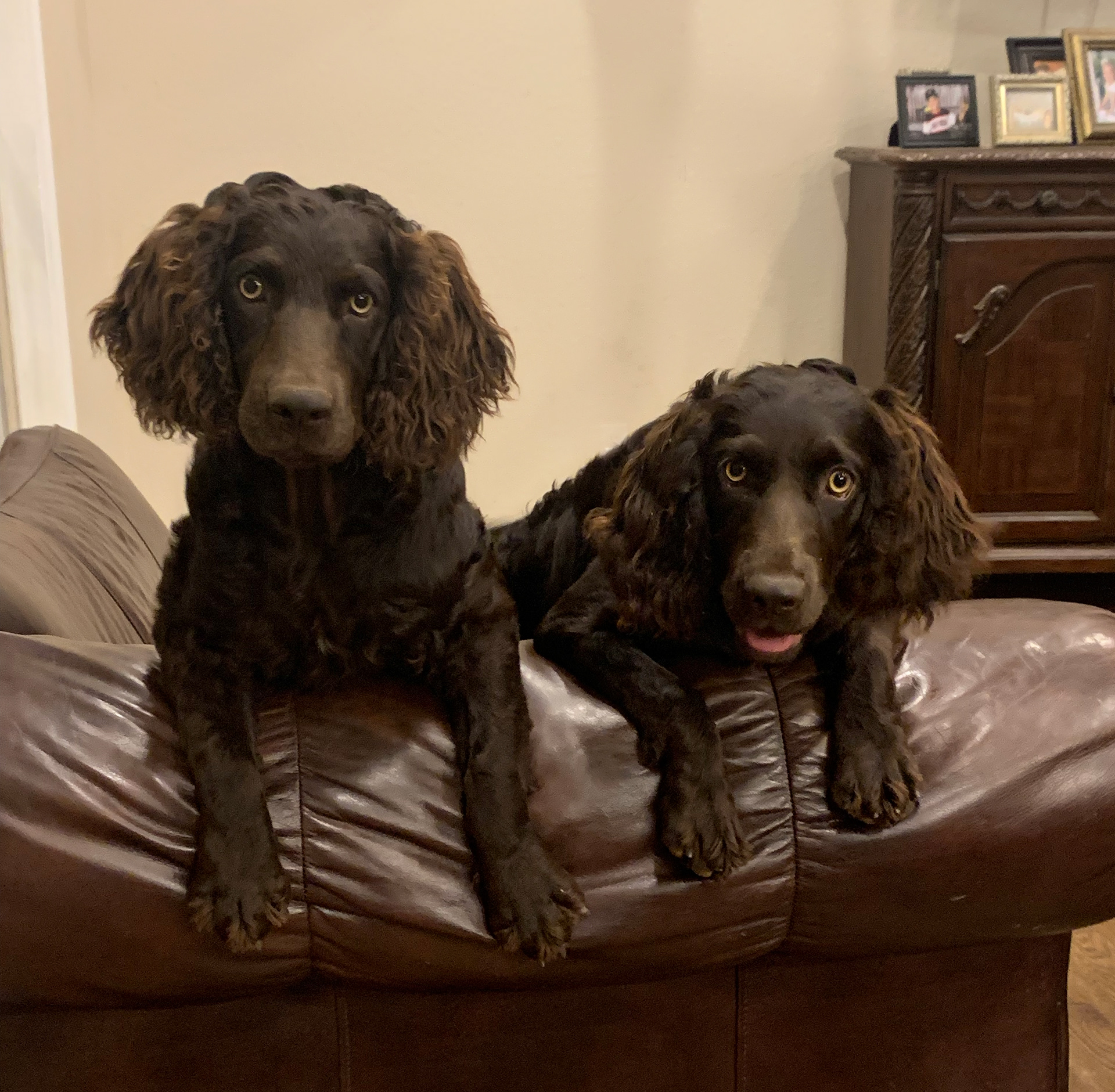 Rooster and Remi