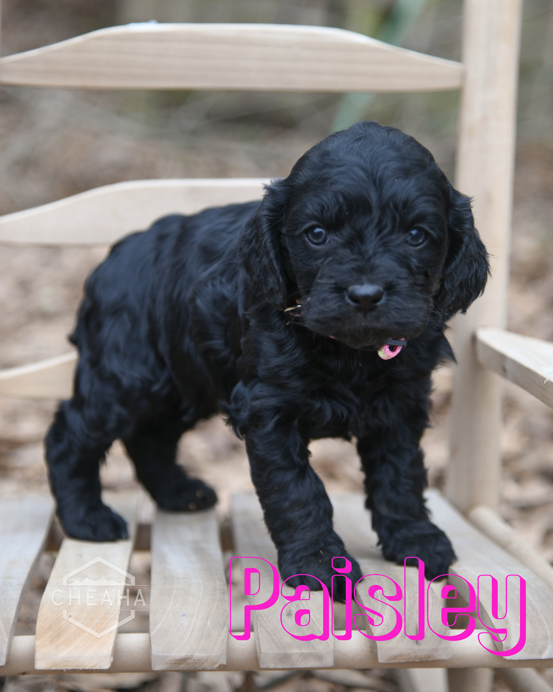 5 weeks old