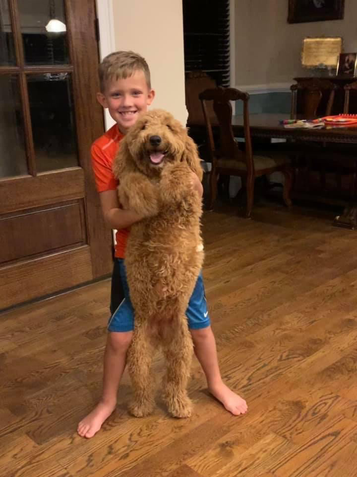 Kona in need of a haircut