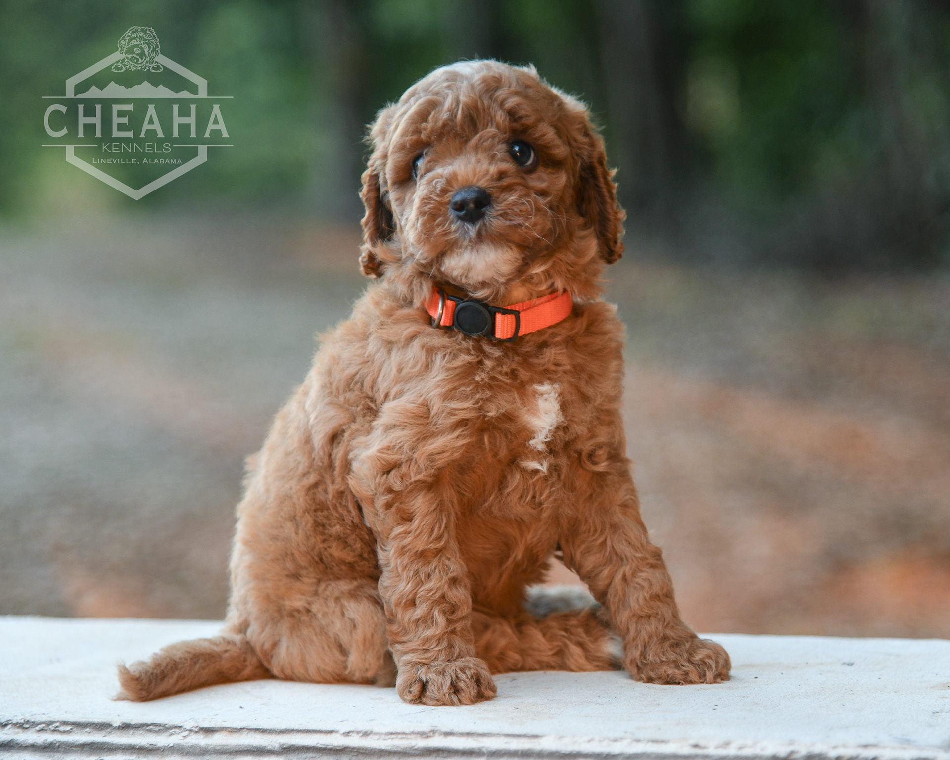 This little guy has found his forever family!