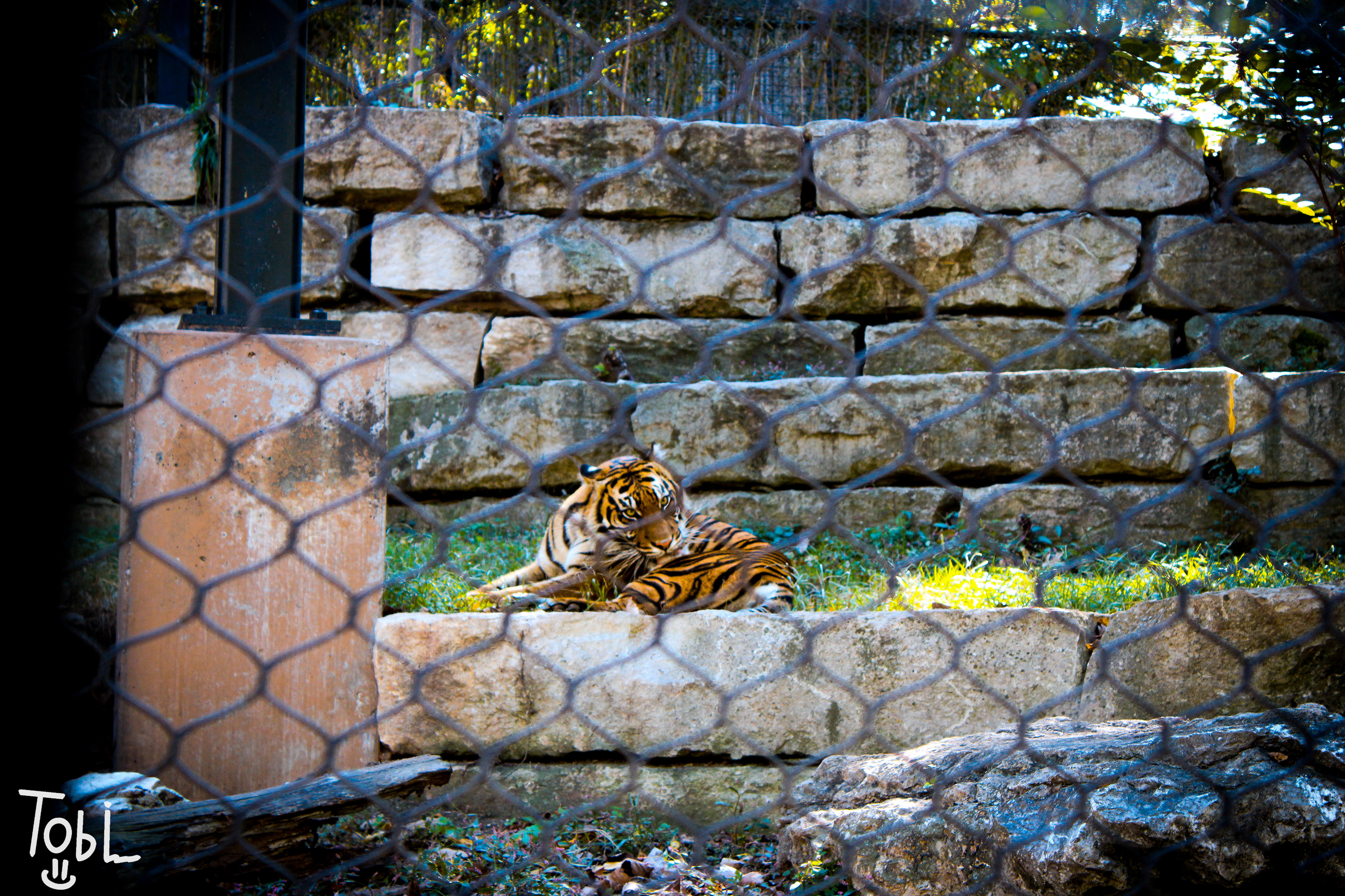 Very vibrant colors on the tiger