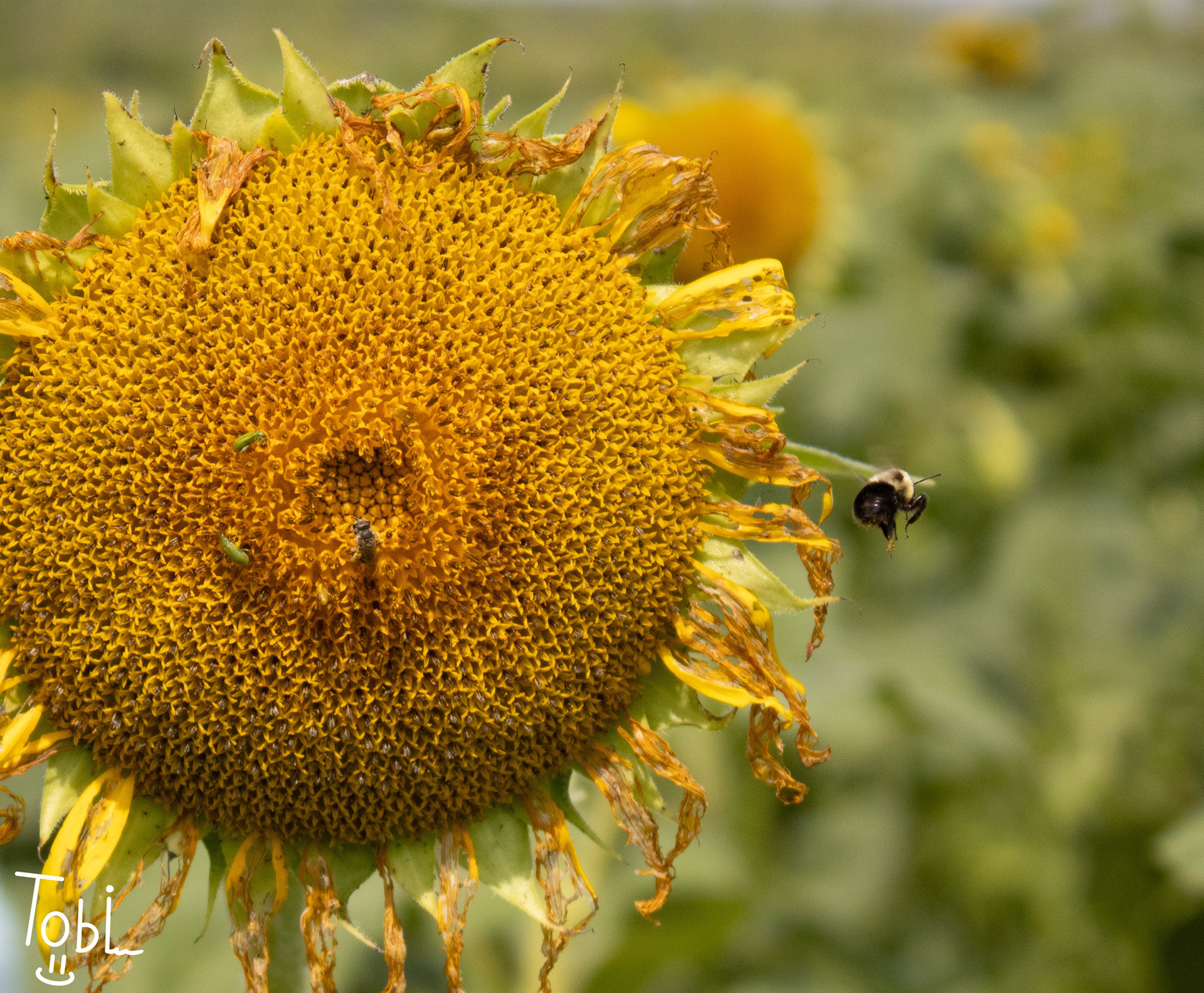 The blurred background, and a good focus on the sunflower and the bee leaving it