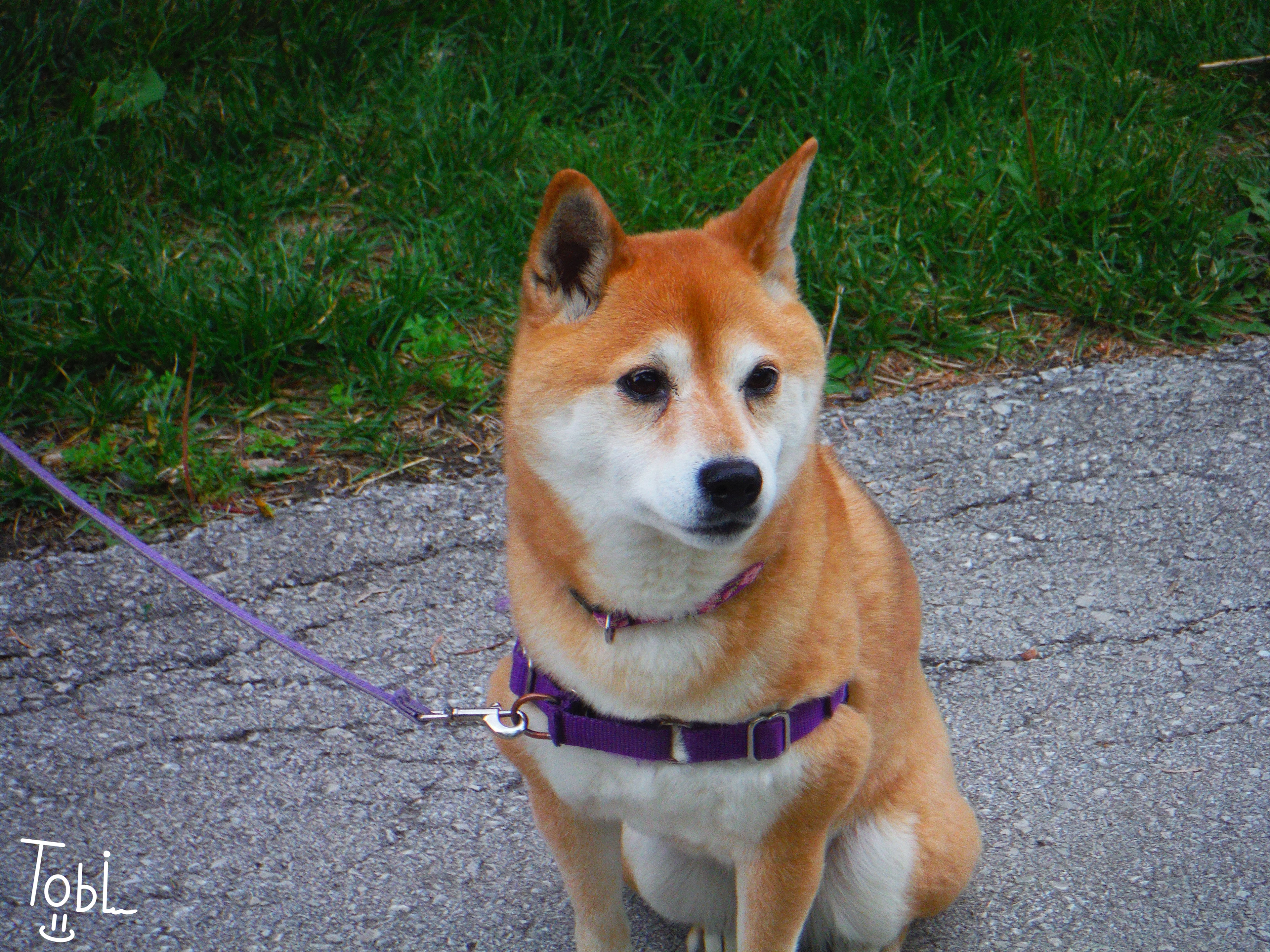 Took this on the little camera, Not the craziest photo, but I love the interaction I had with the people walking this dog!
