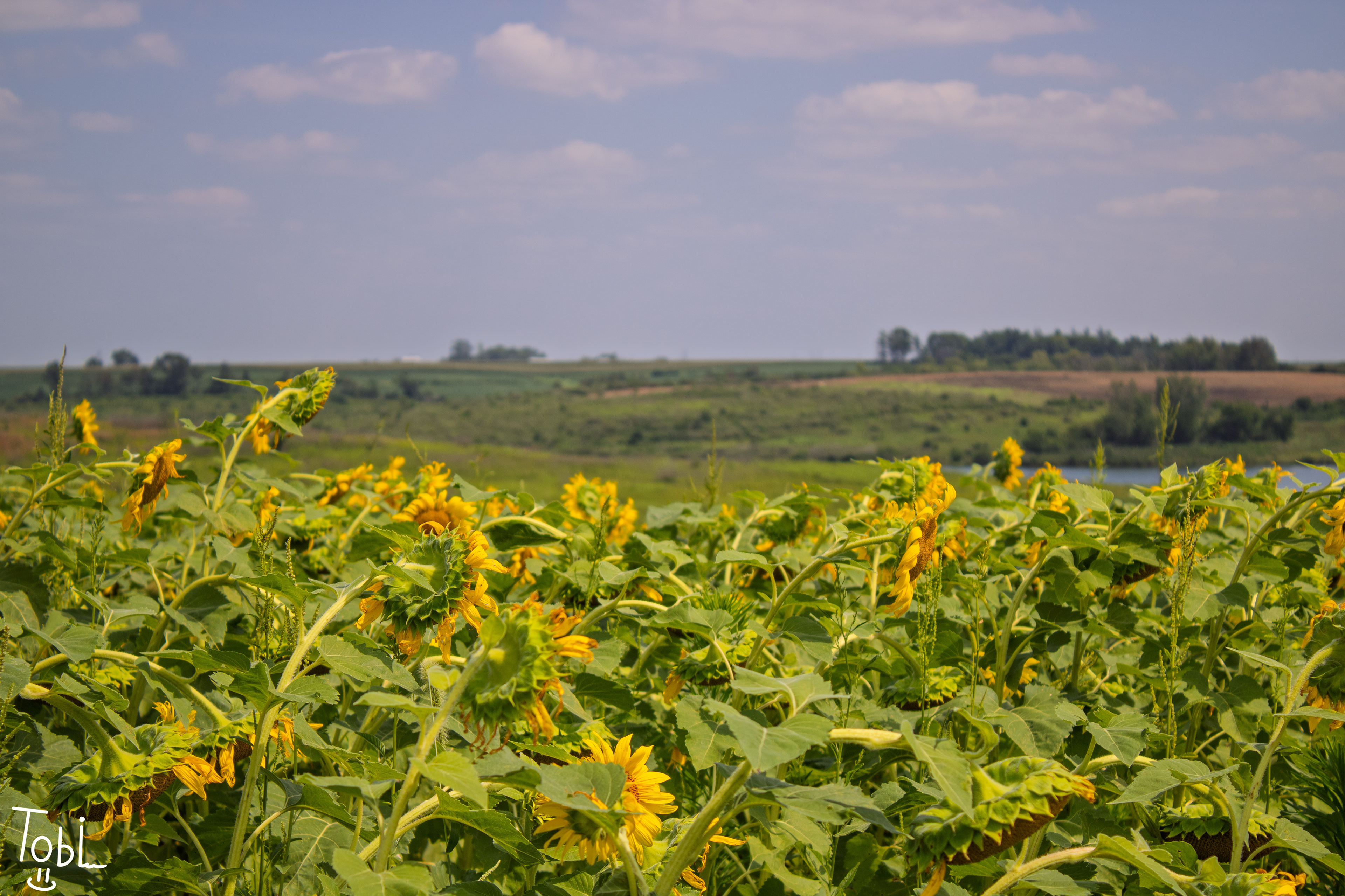 I like the focus of the flowers Infront and then the sky in the back