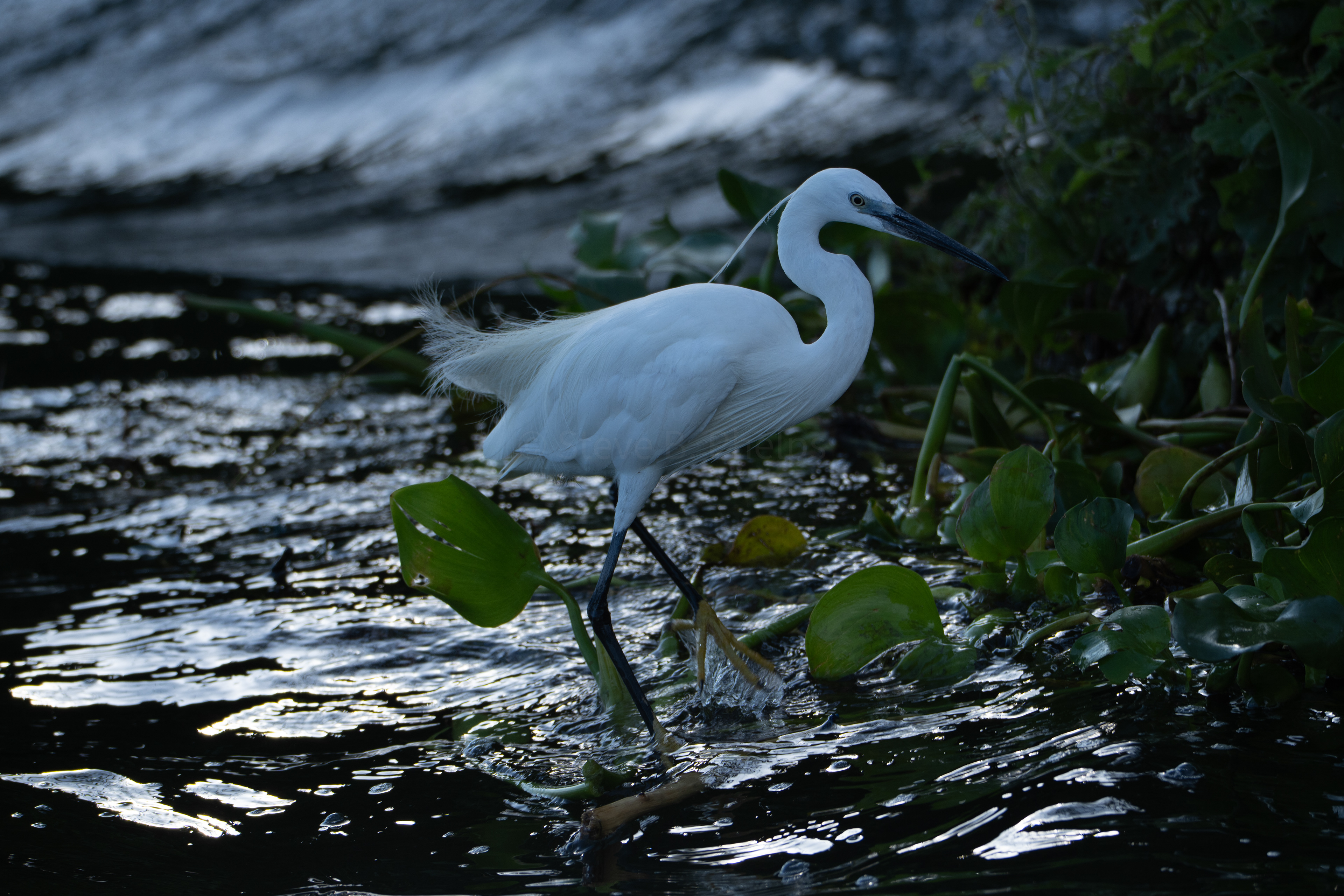 Egret - Uganda