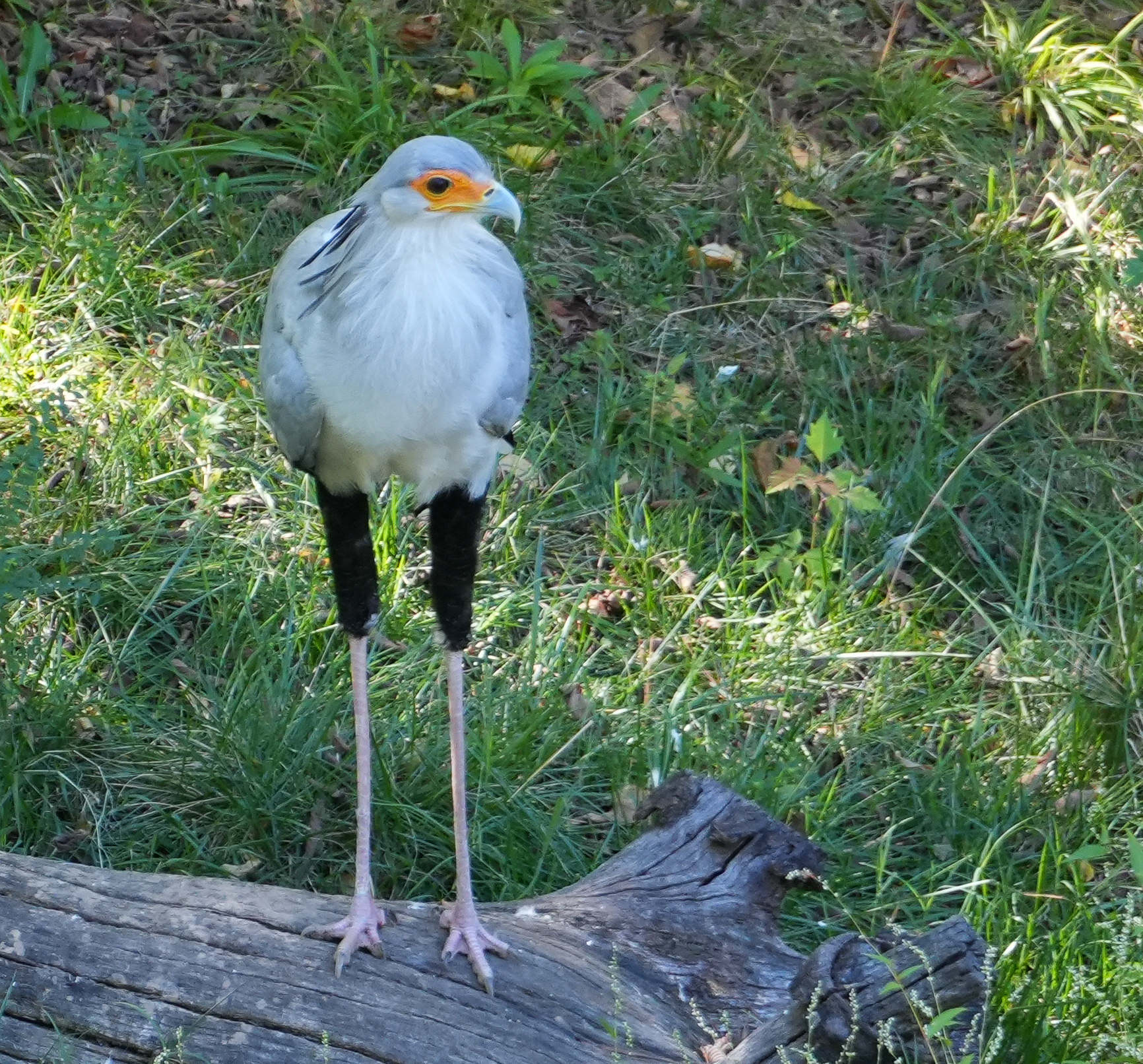 Secretary Bird 2023