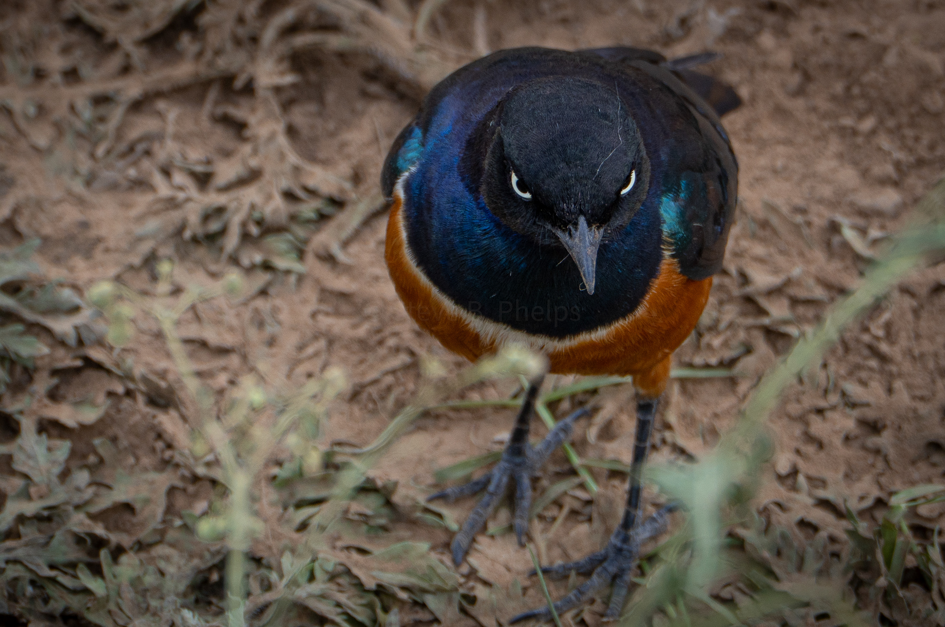 Superb Starling - Kenya 2025