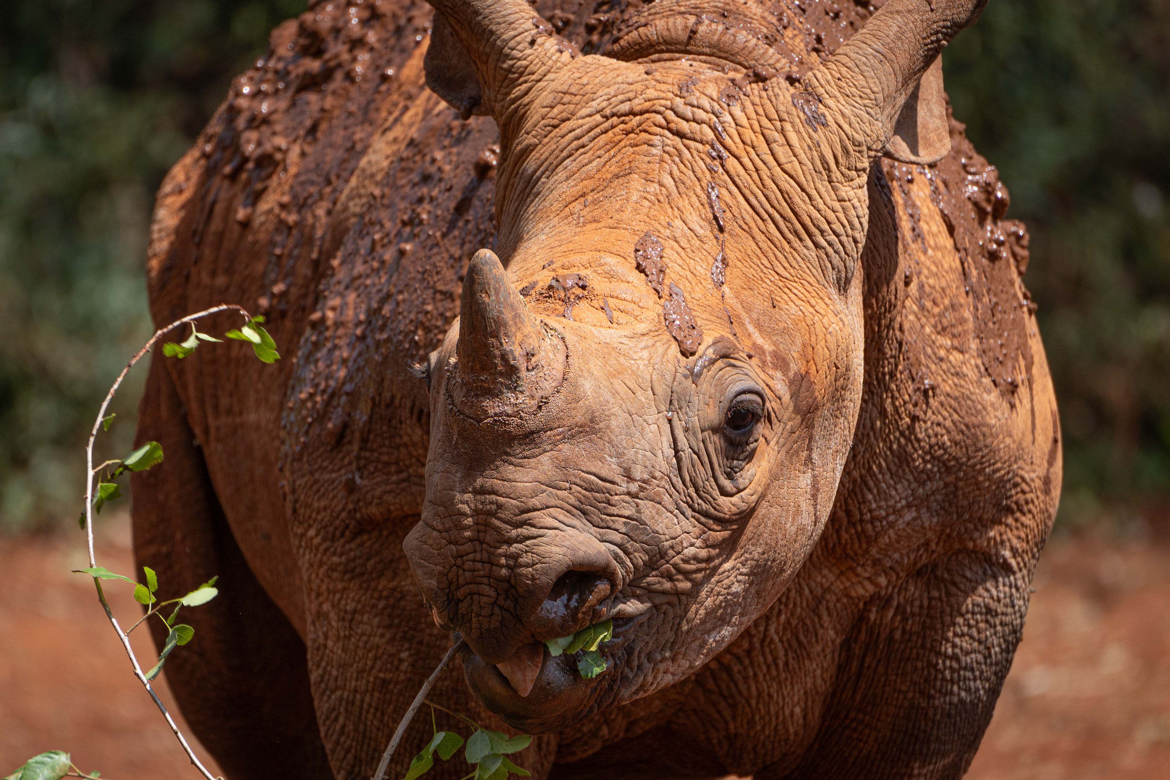 Baby Black Rhino - Kenya