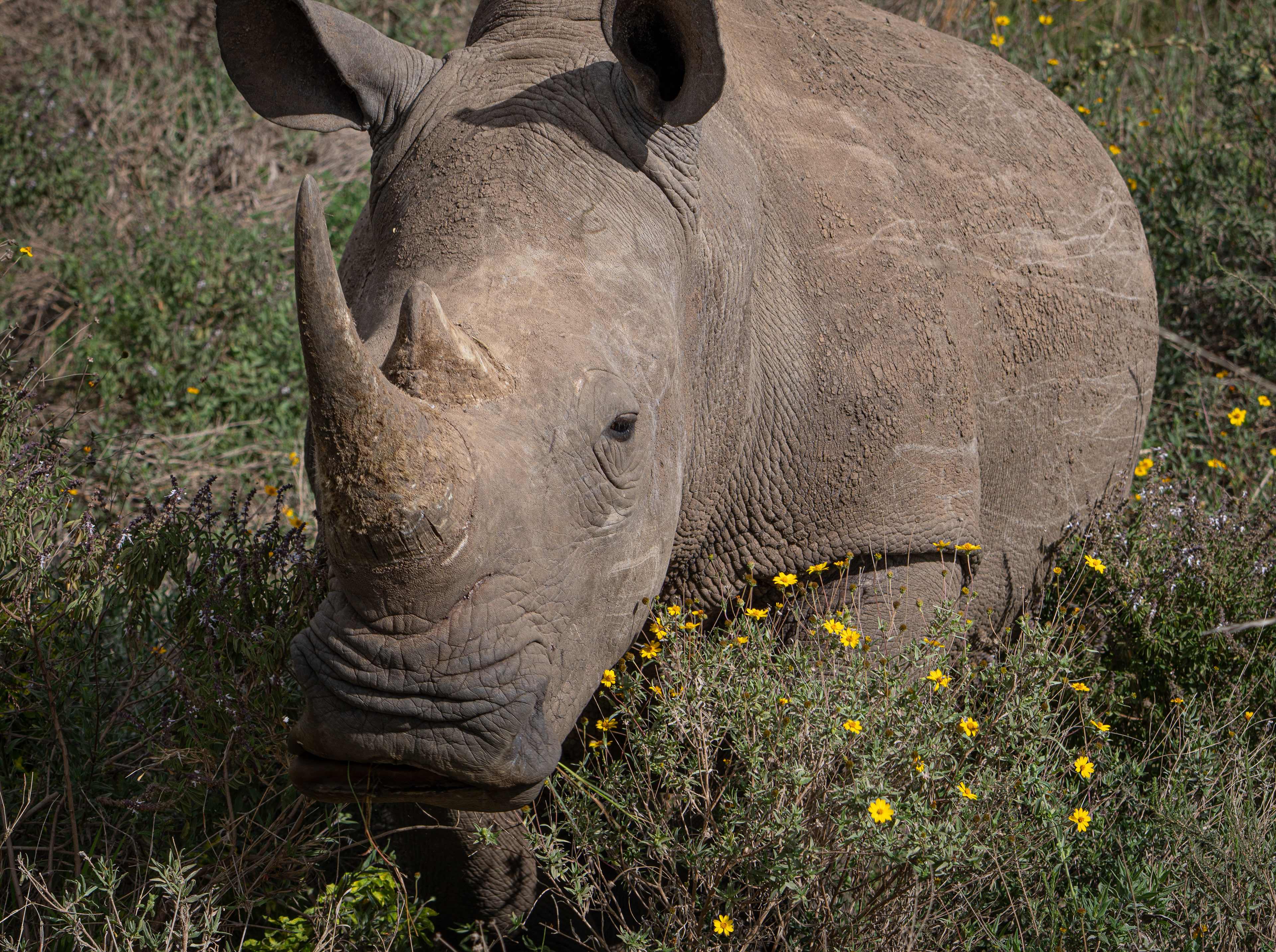 White Rhino - Kenya