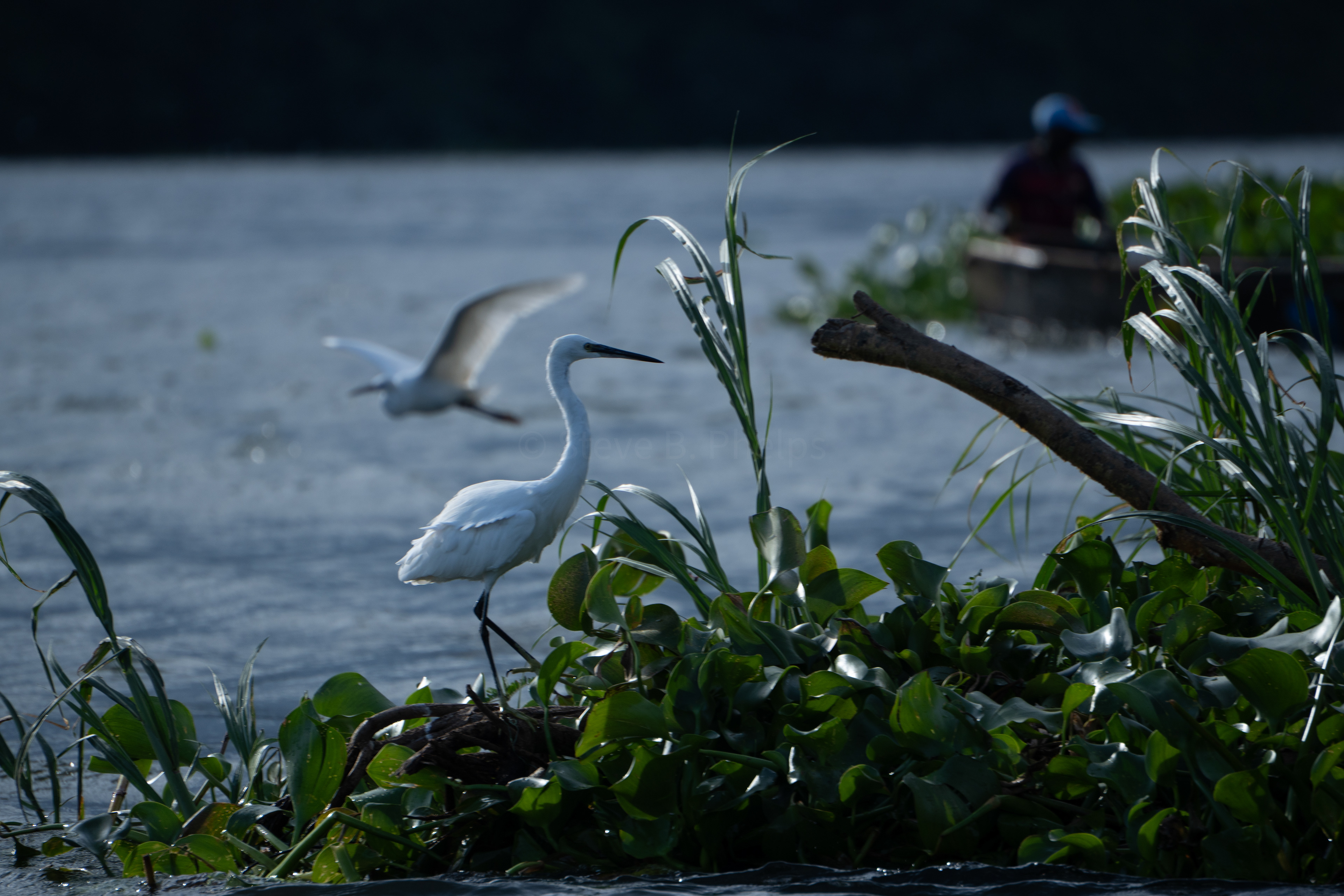 Egret - Uganda