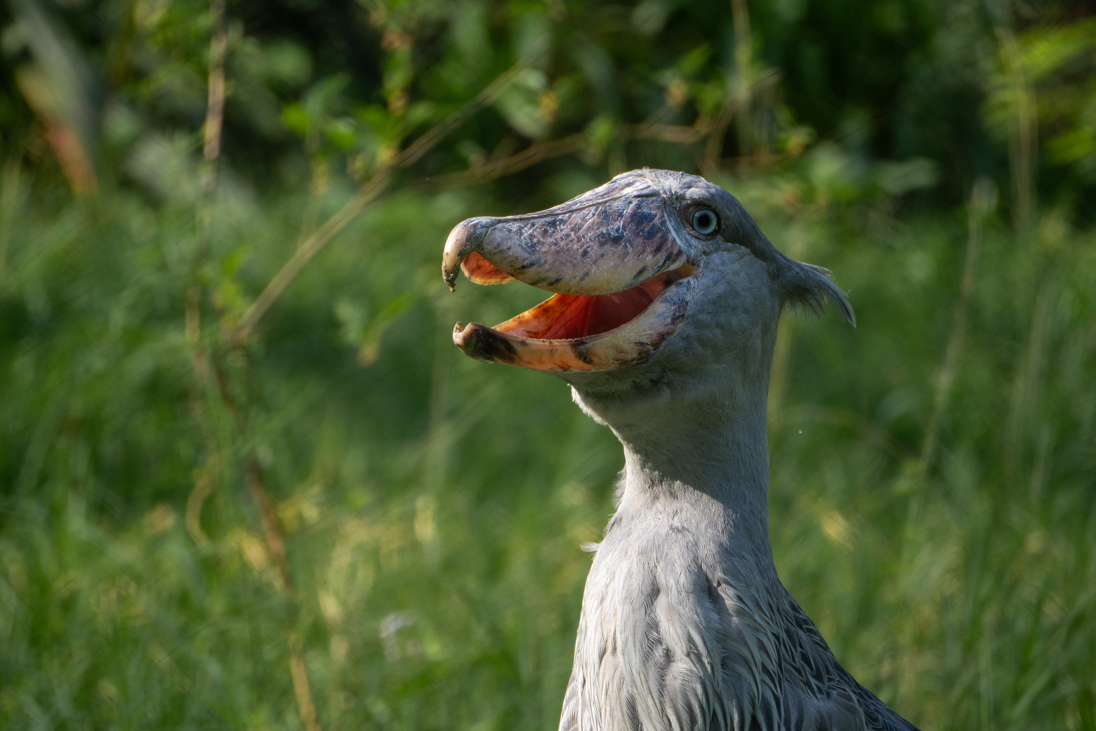 Shoebill - Uganda 2025