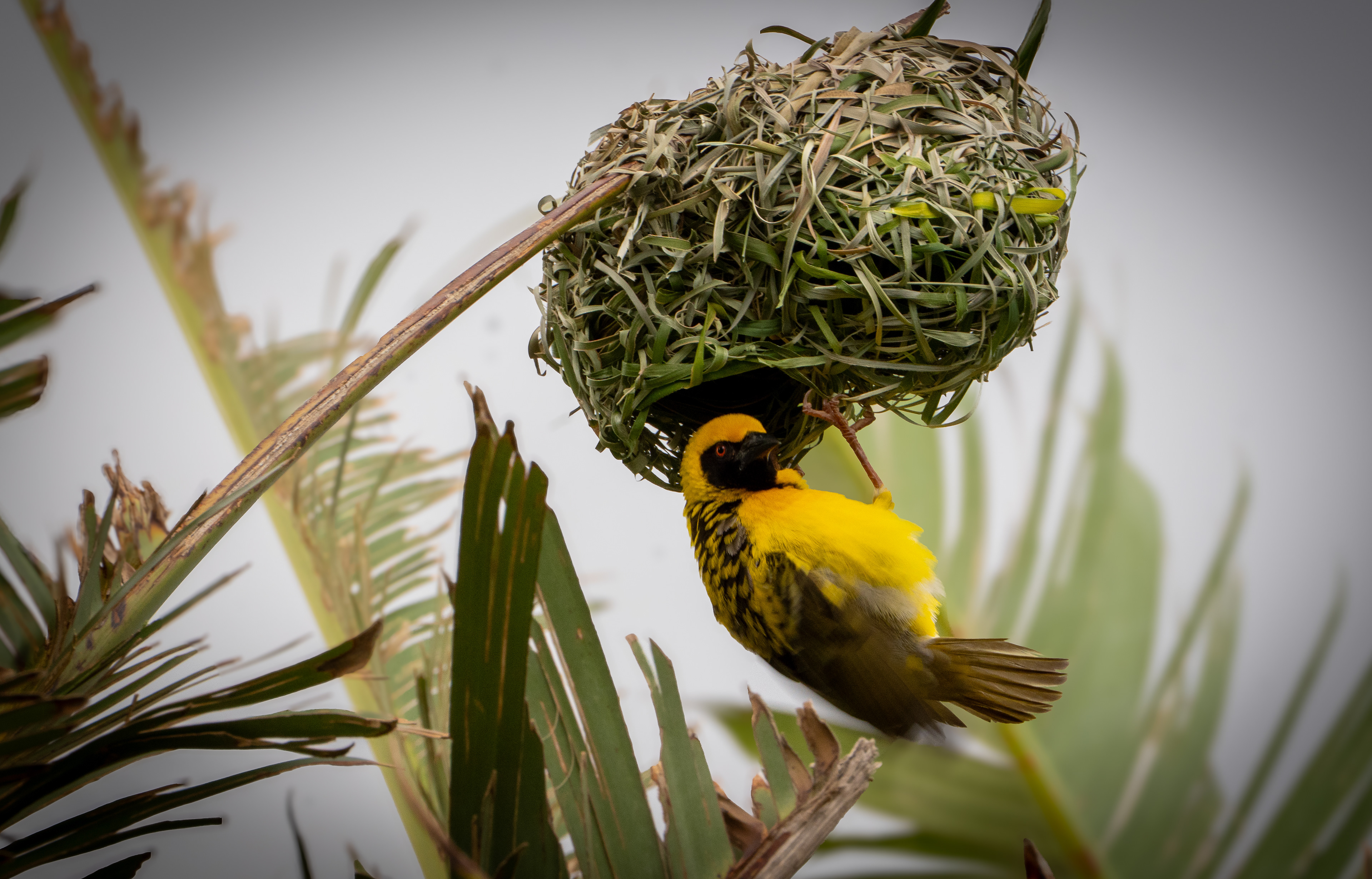 Weaver (Ploceidae) - Eswatini 2025