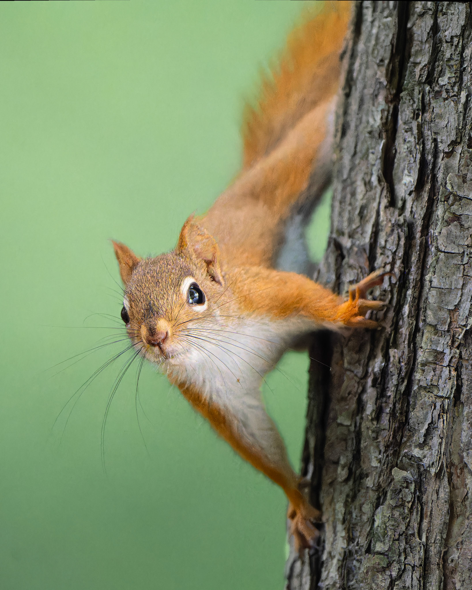 Ecureuil roux américain -Tamiasciurus hudsonicus - American red squirrel