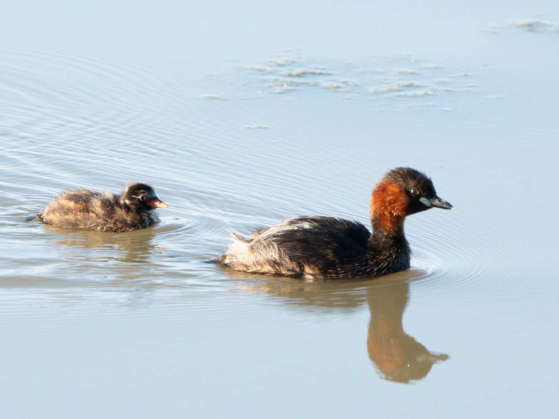 Grèbe castagneux - Tachybaptus ruficollis - Little Grebe