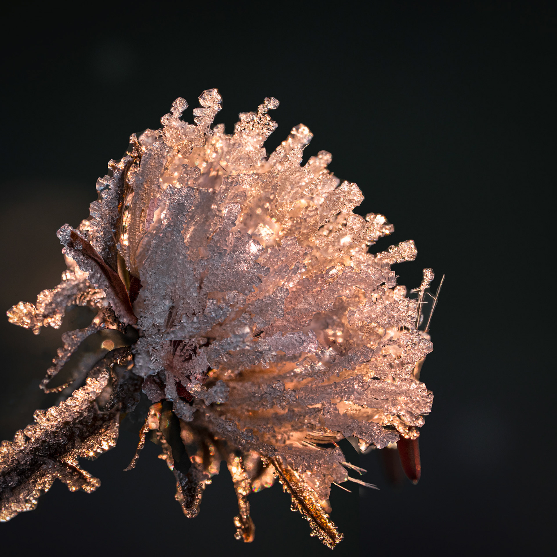 Trèfle des prés - Trifolium pratense - Red clover