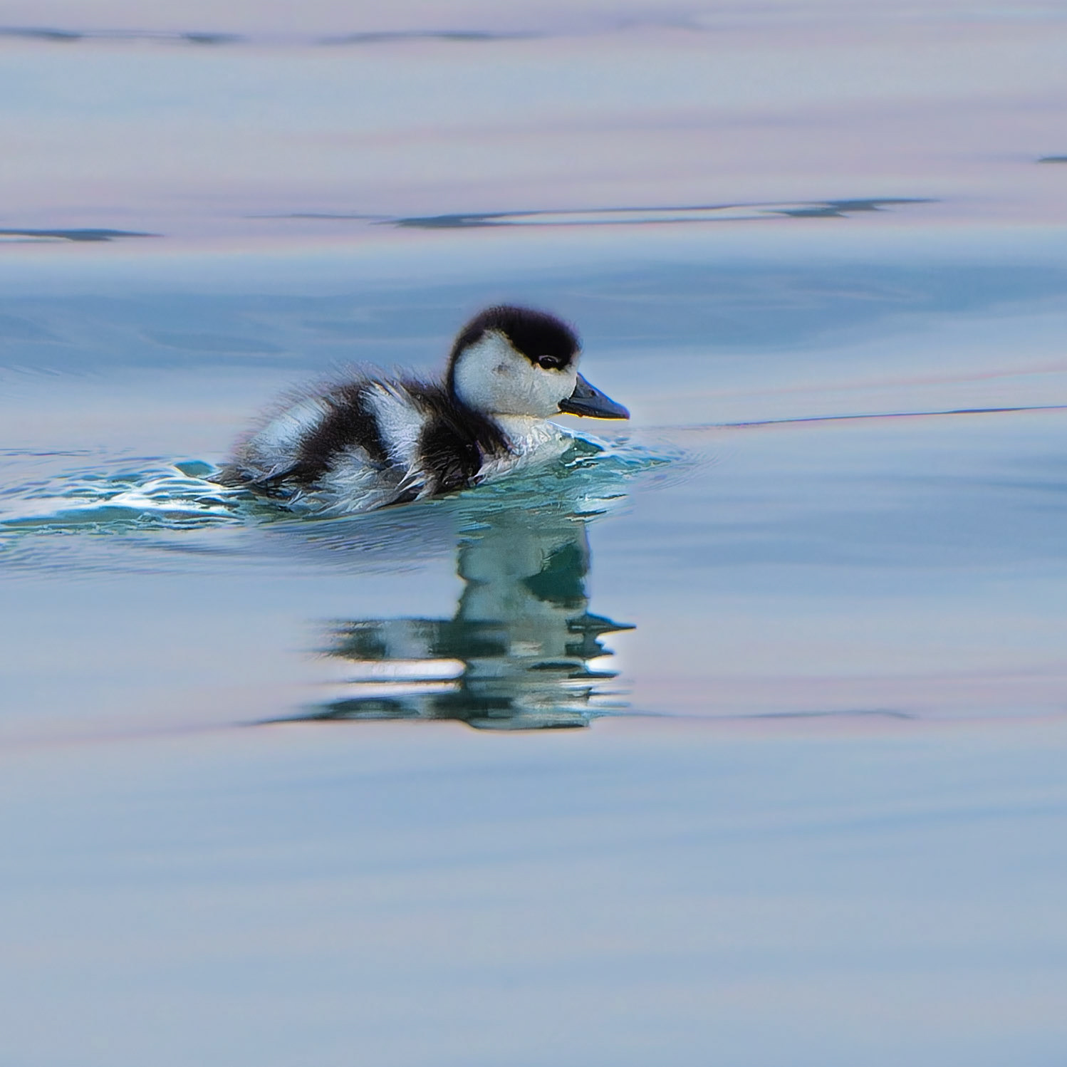 Tadorne de Belon - Tadorna tadorna - Common Shelduck