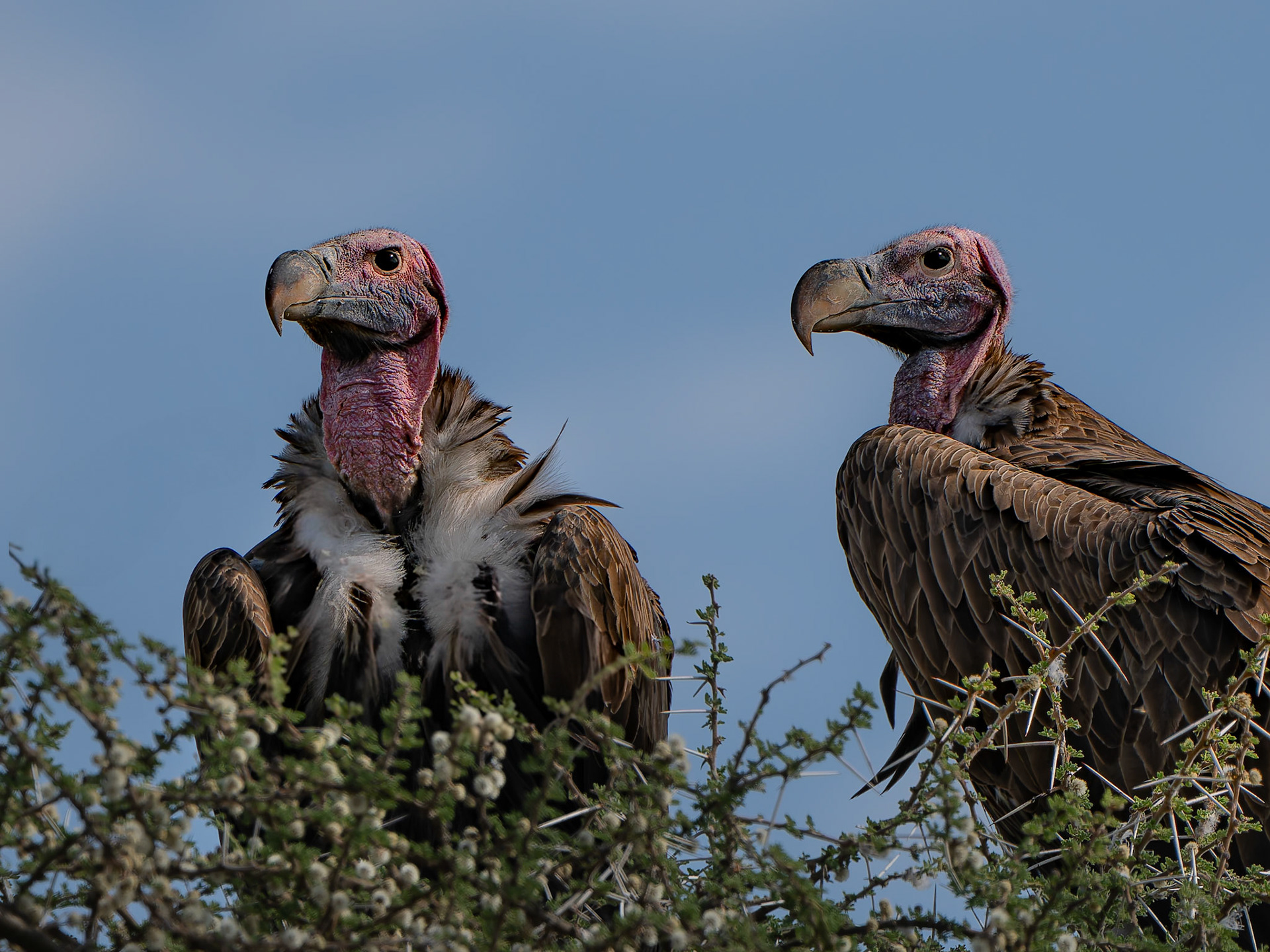 Vautour oricou - Torgos tracheliotos - Lappet-faced vulture