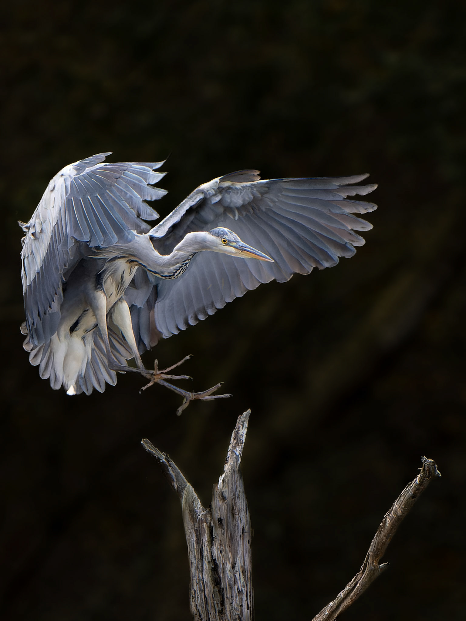 Héron cendré - Ardea alba - Grey heron