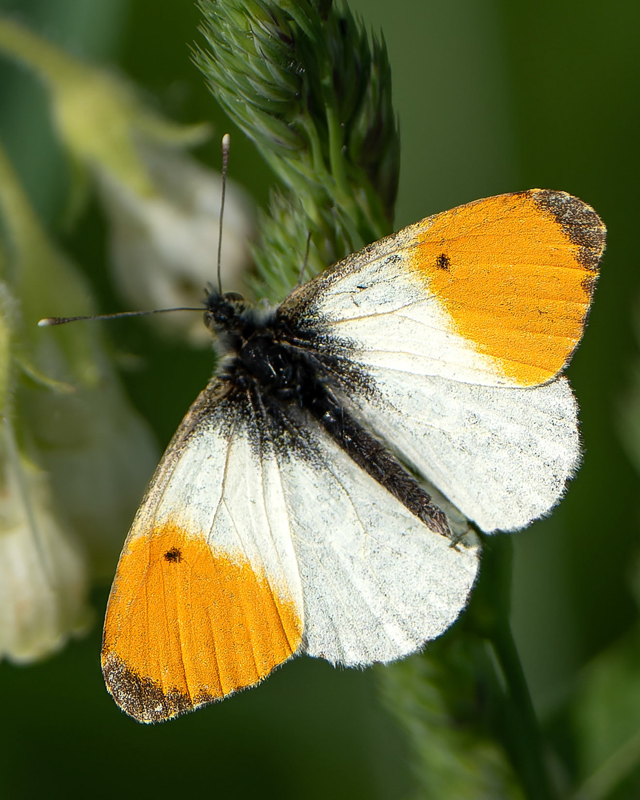 Aurore - Anthocharis cardamines - Orange tip