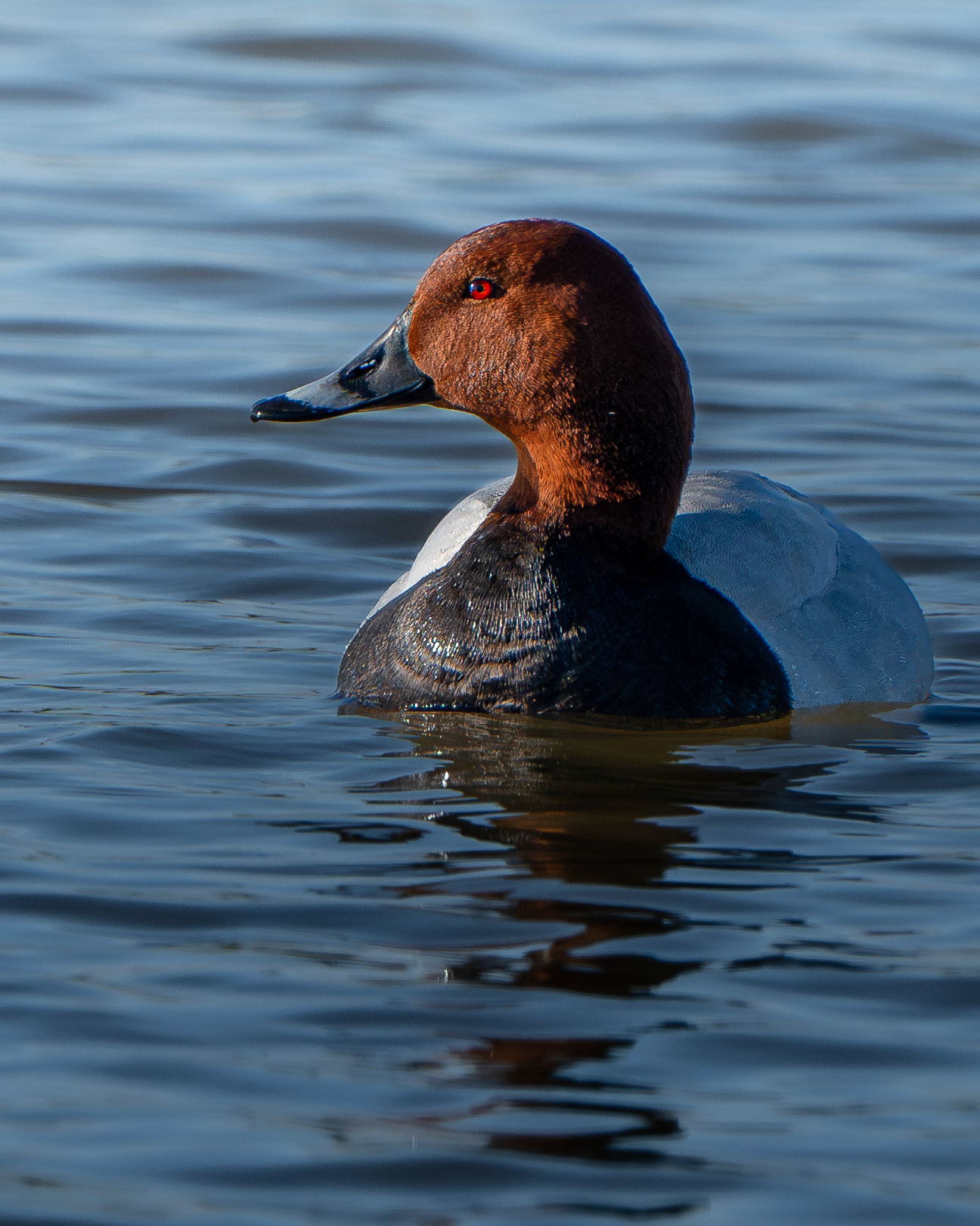 Fuligule milouin - Aythya ferina - Common Pochard