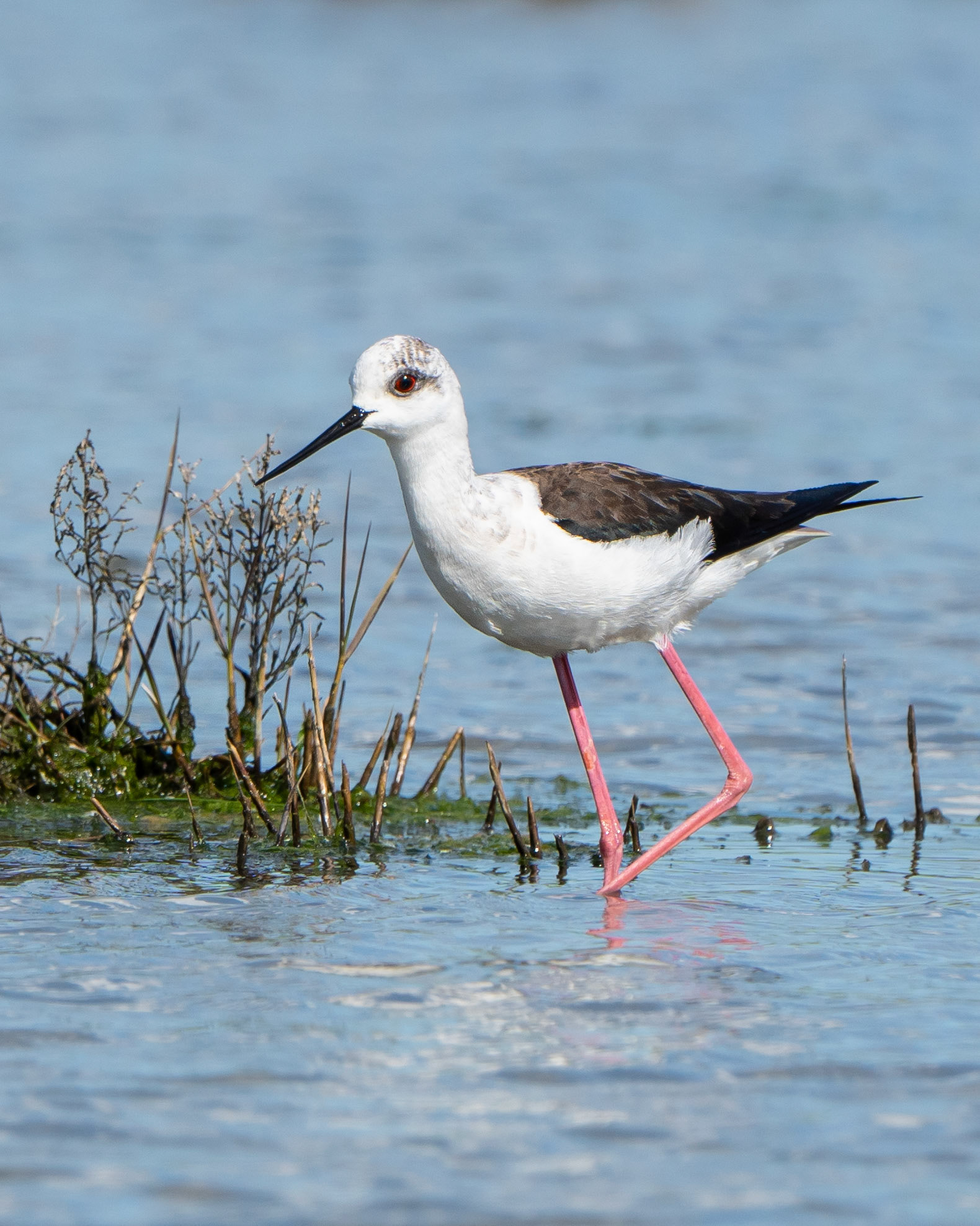 Echasse blanche - Himantopus himantopus - Black-winged Stilt