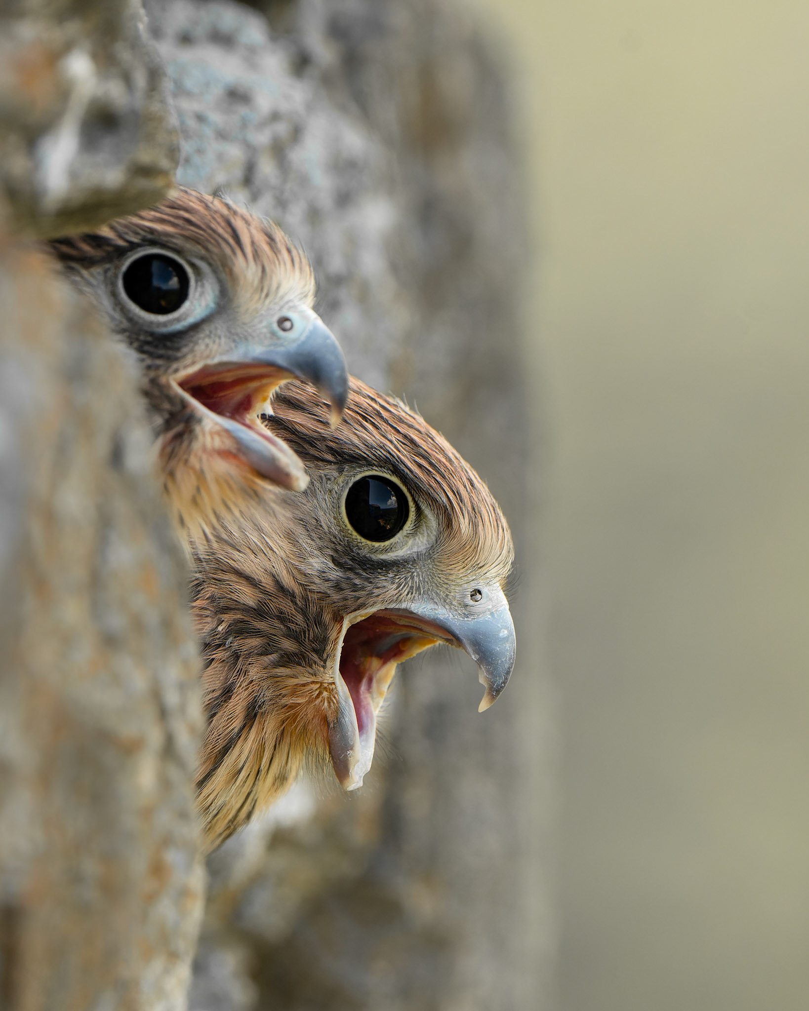 Faucon crécerelle - Falco tinnunculus - Common kestrel