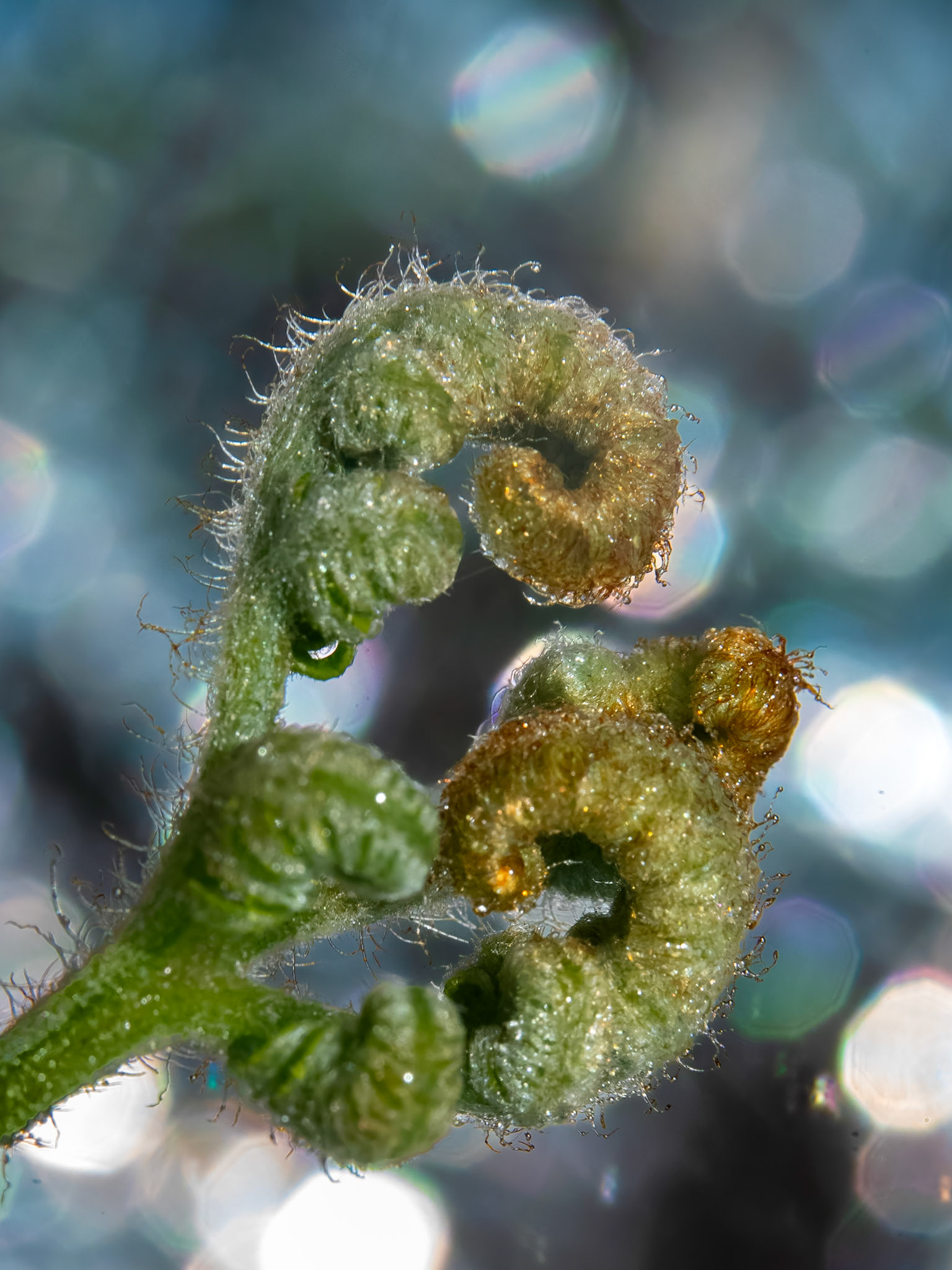 Fougère aigle - Pteridium aquilinum - Bracken